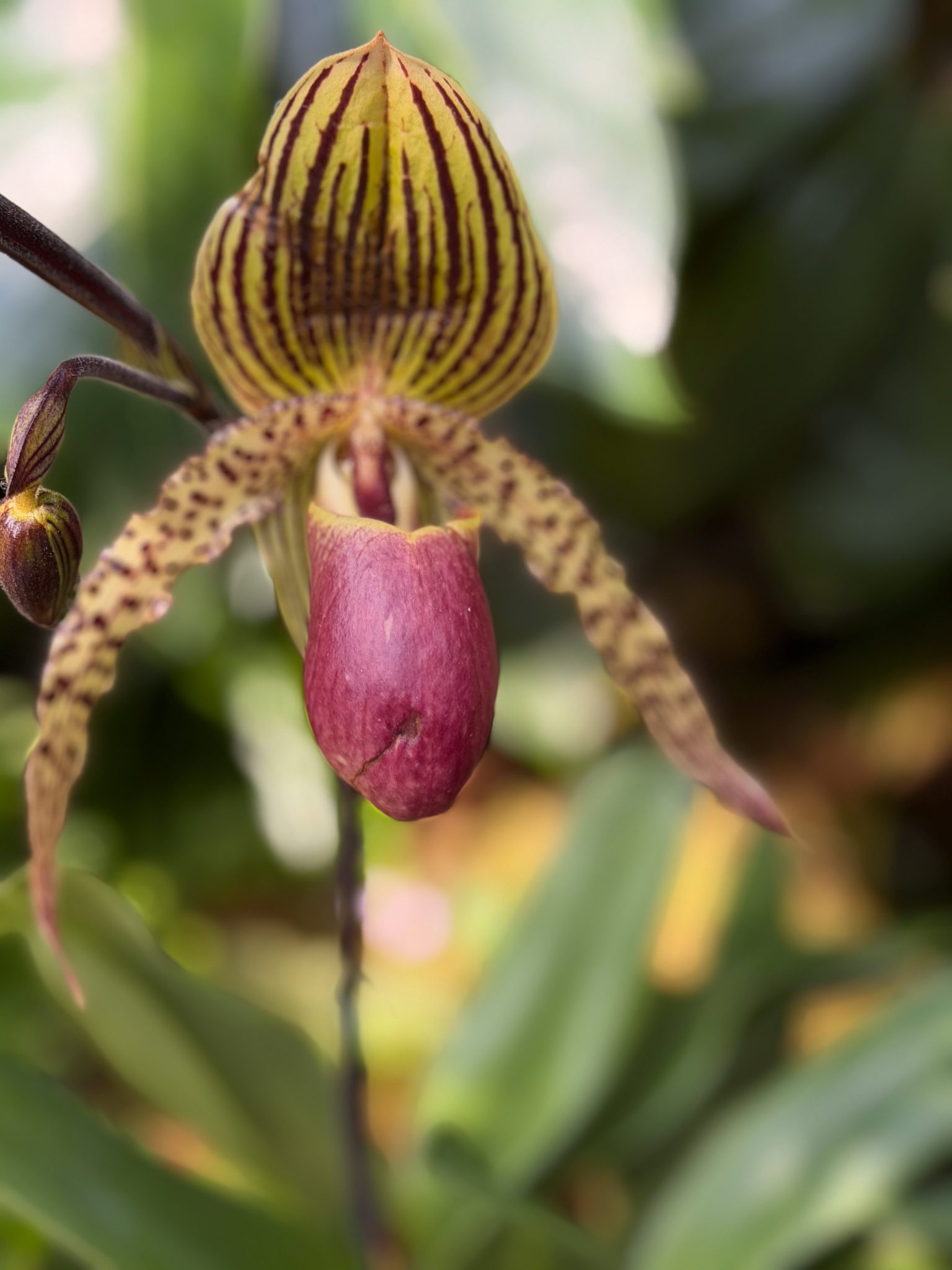 Photo 15 from 2026 Orchid Show