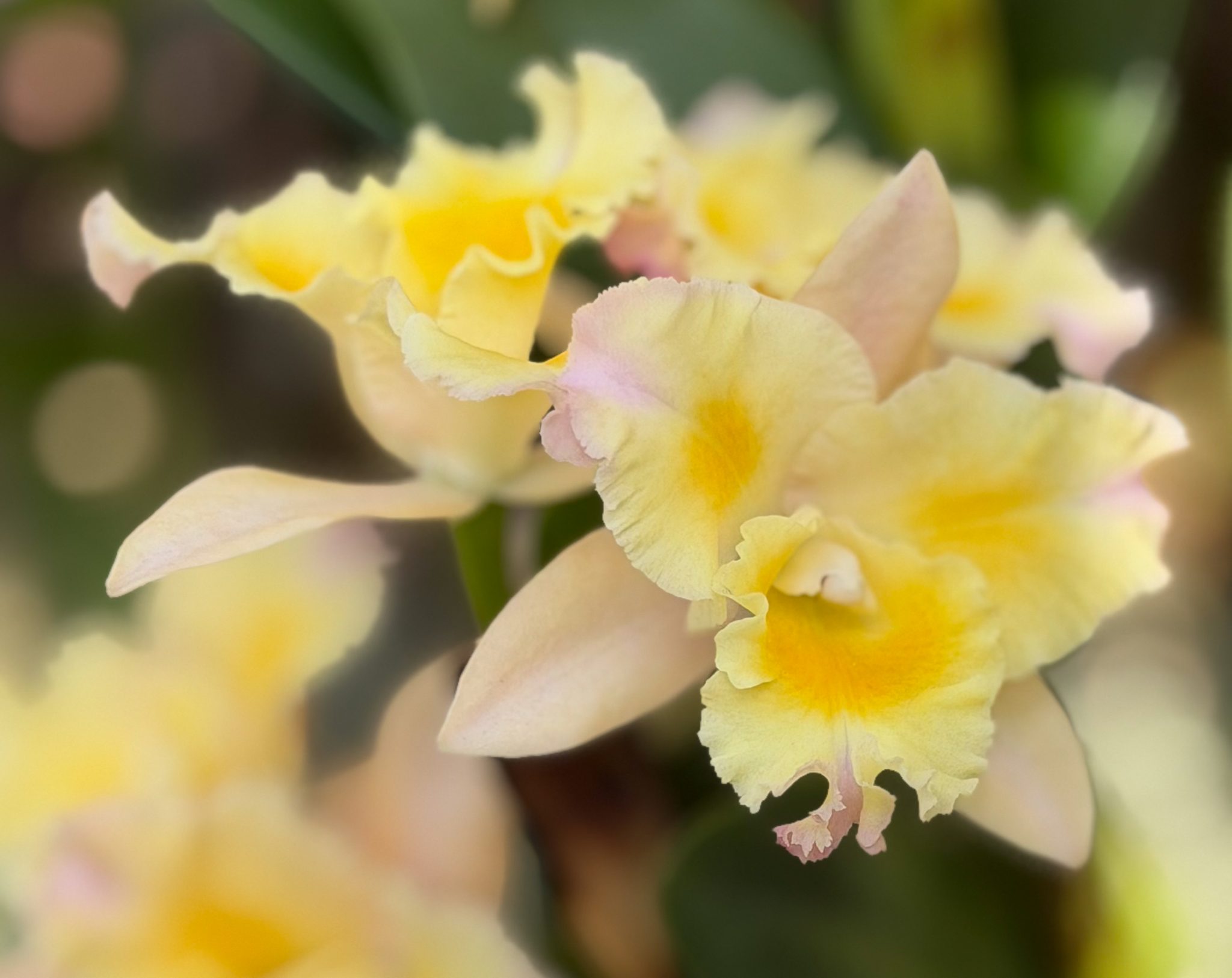 Photo 156 from 2026 Orchid Show