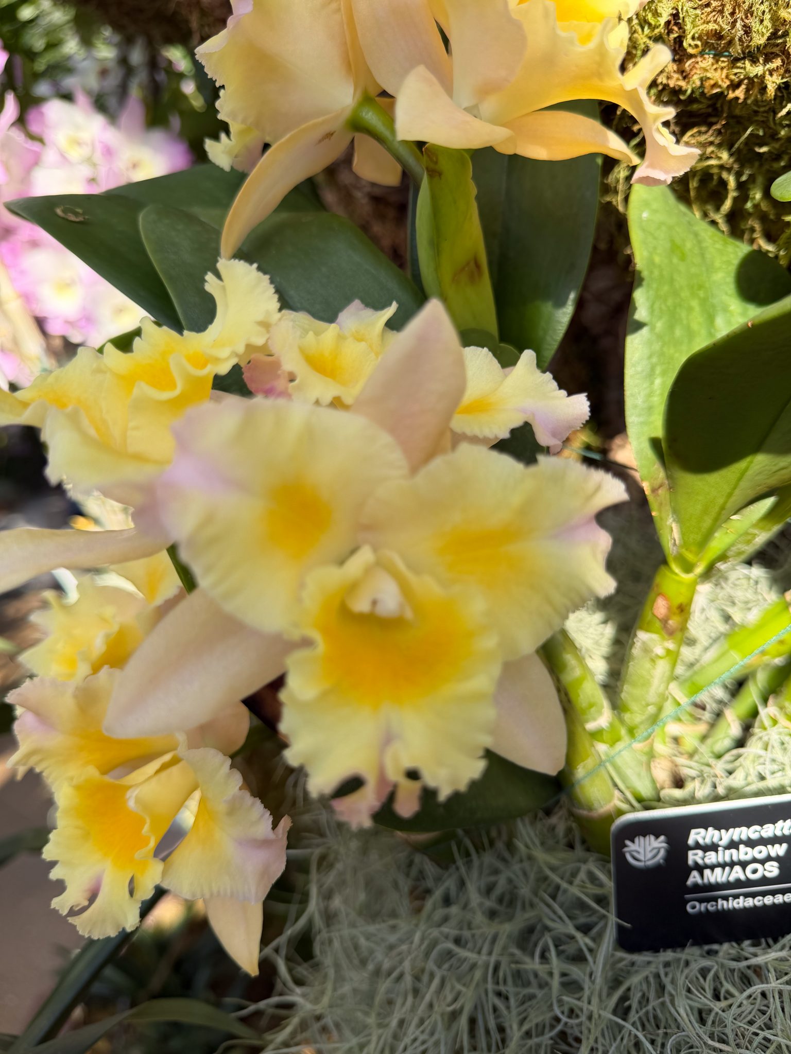 Photo 158 from 2026 Orchid Show