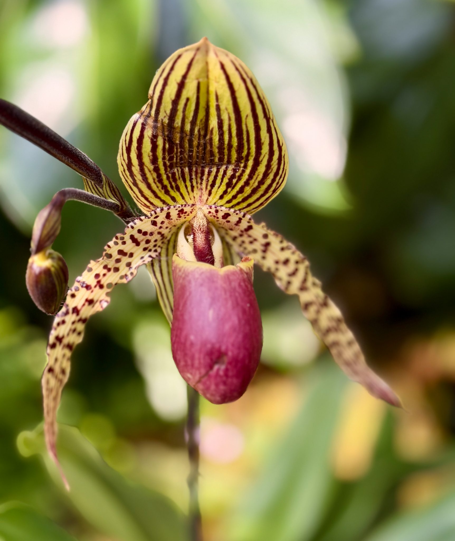Photo 16 from 2026 Orchid Show