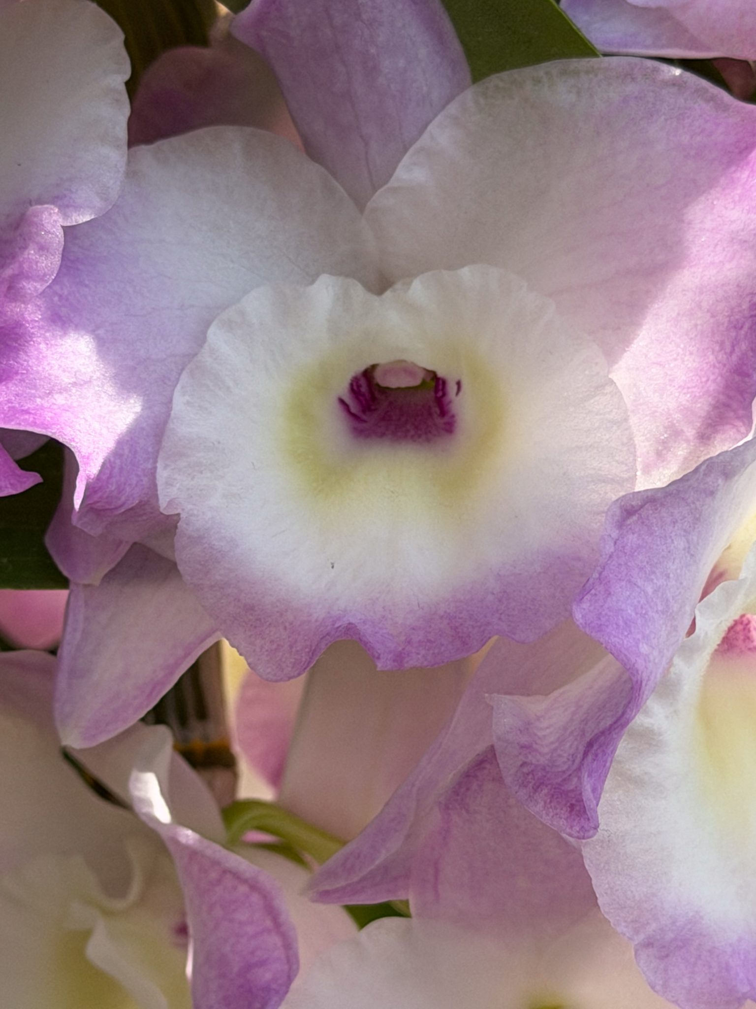 Photo 163 from 2026 Orchid Show