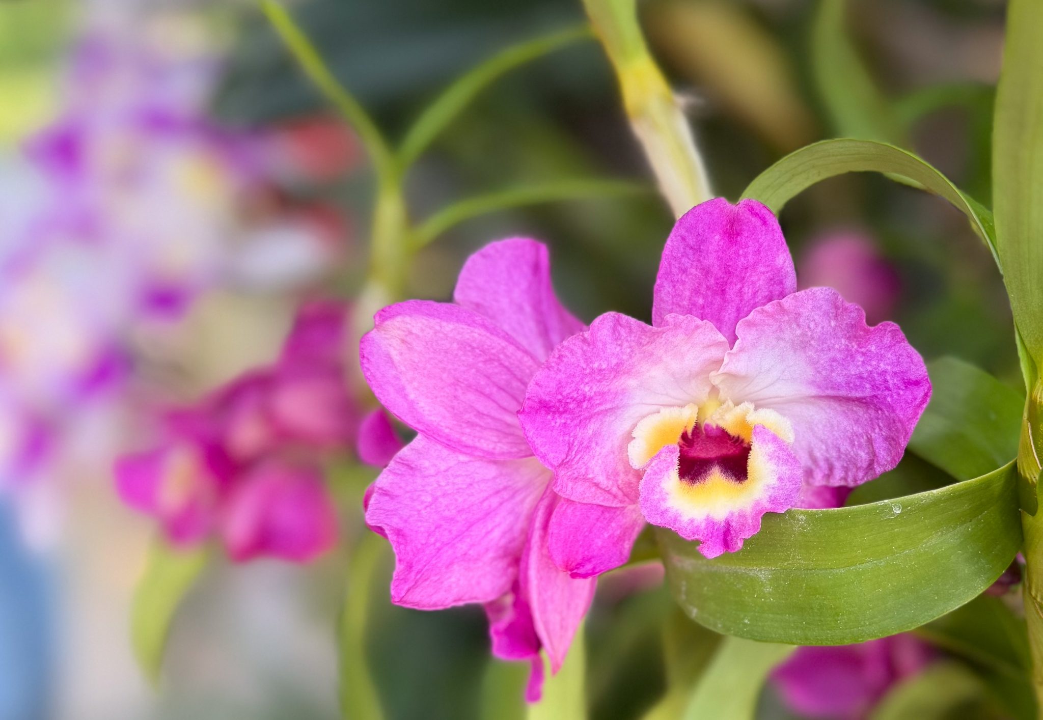 Photo 167 from 2026 Orchid Show