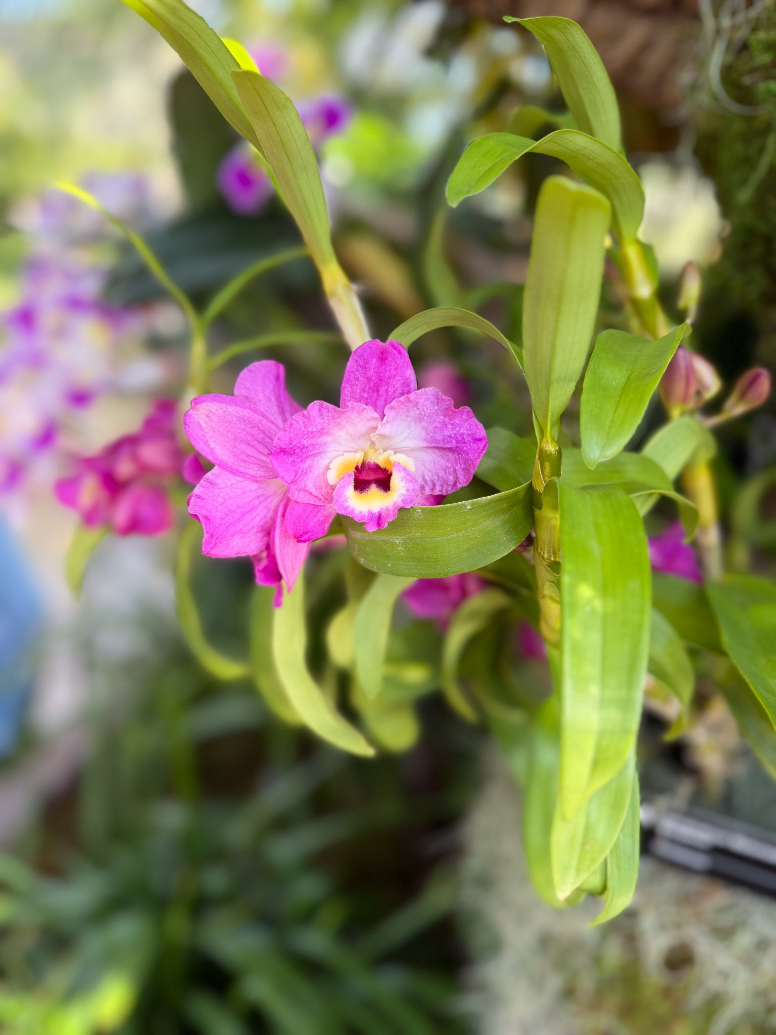 Photo 168 from 2026 Orchid Show