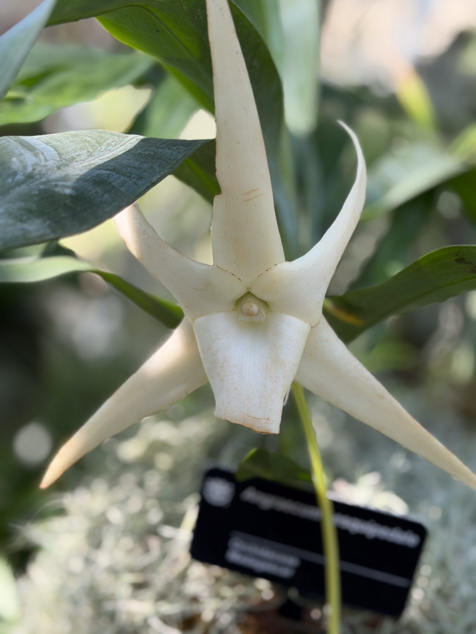 Photo 17 from 2026 Orchid Show