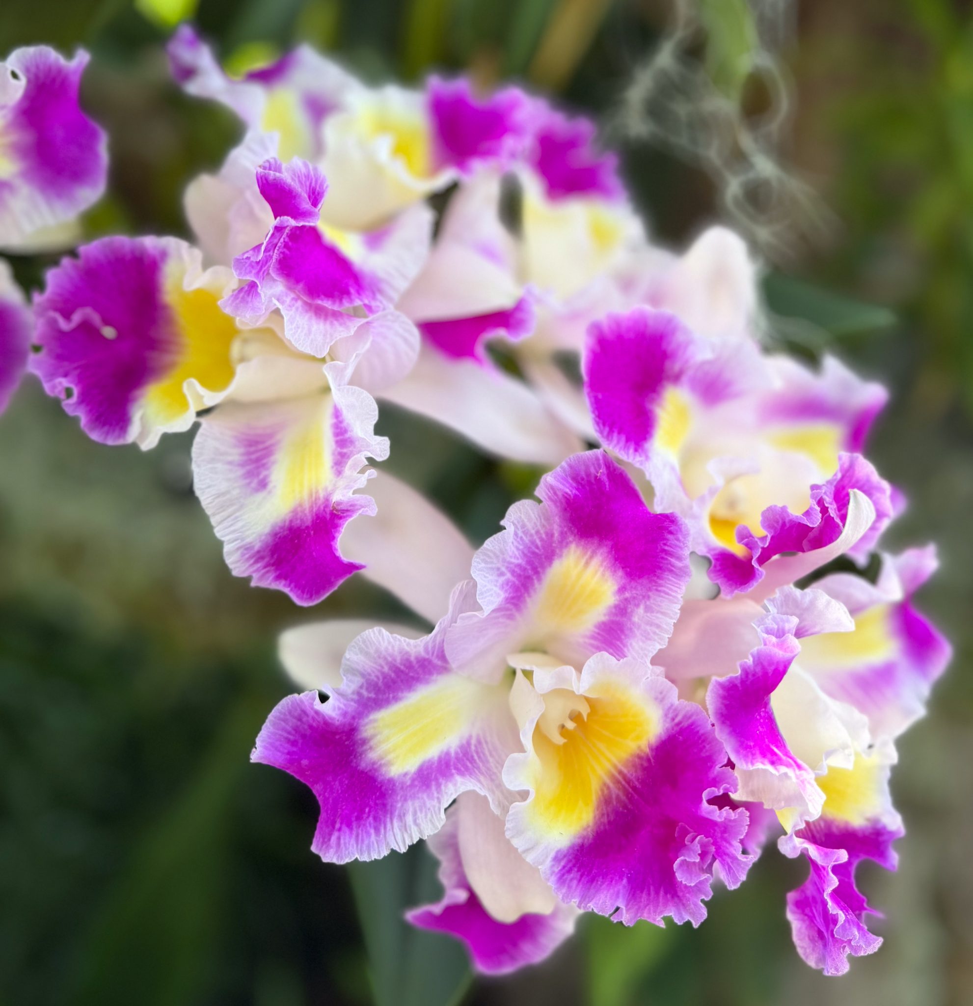 Photo 170 from 2026 Orchid Show