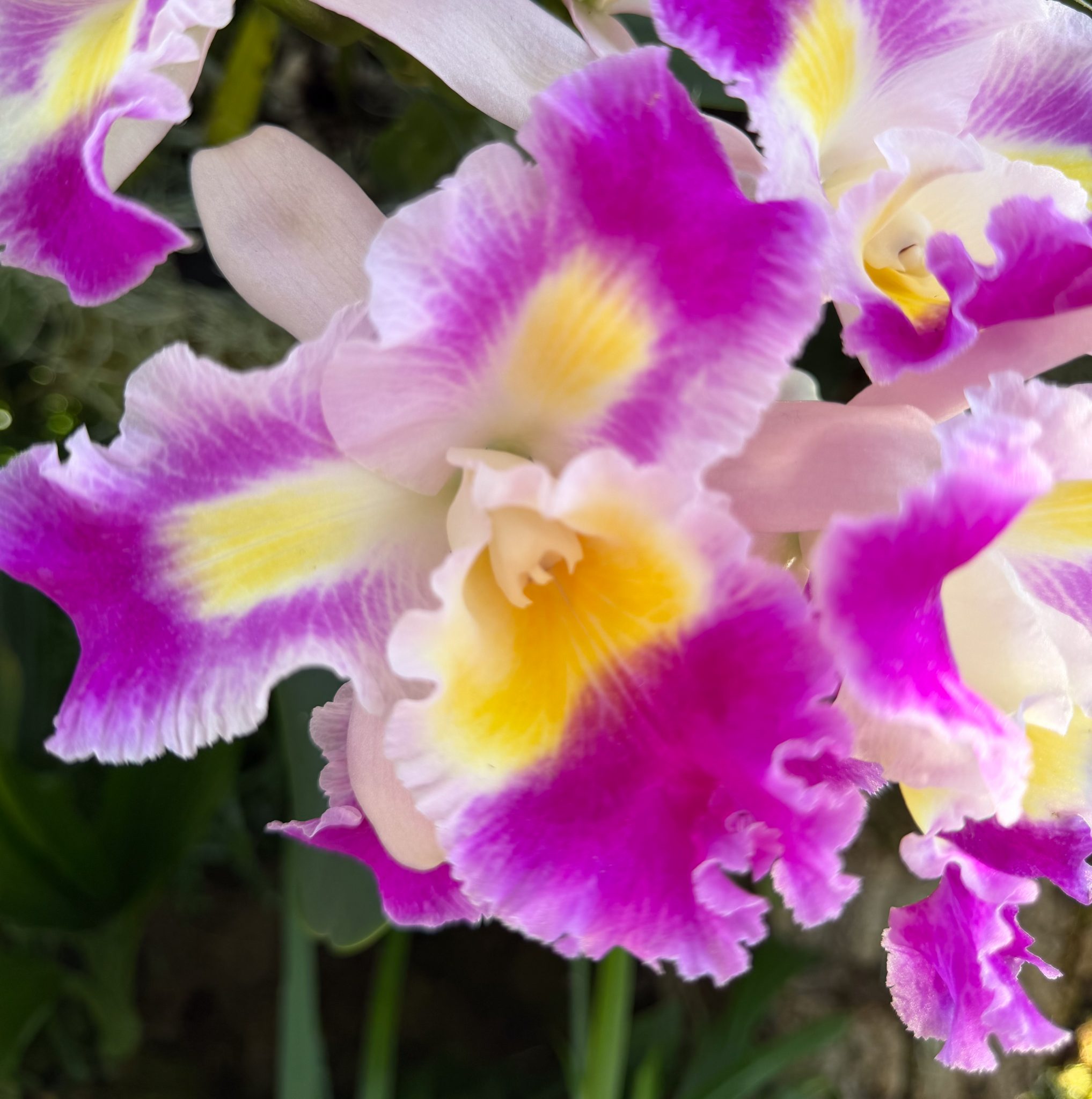 Photo 171 from 2026 Orchid Show
