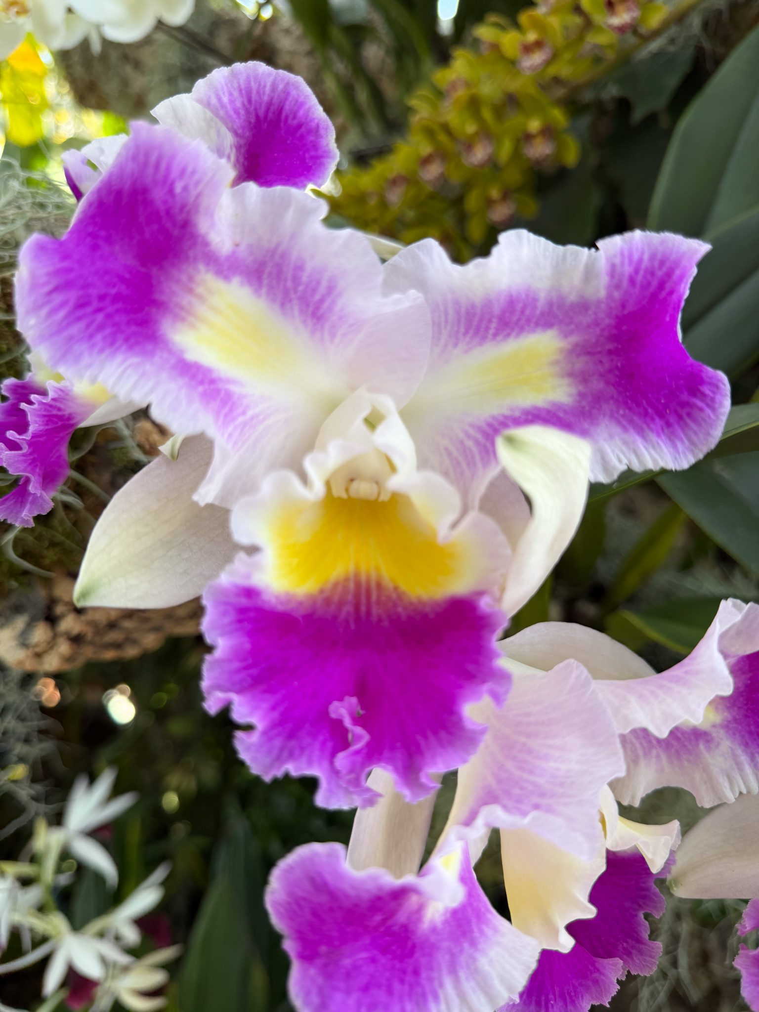 Photo 172 from 2026 Orchid Show