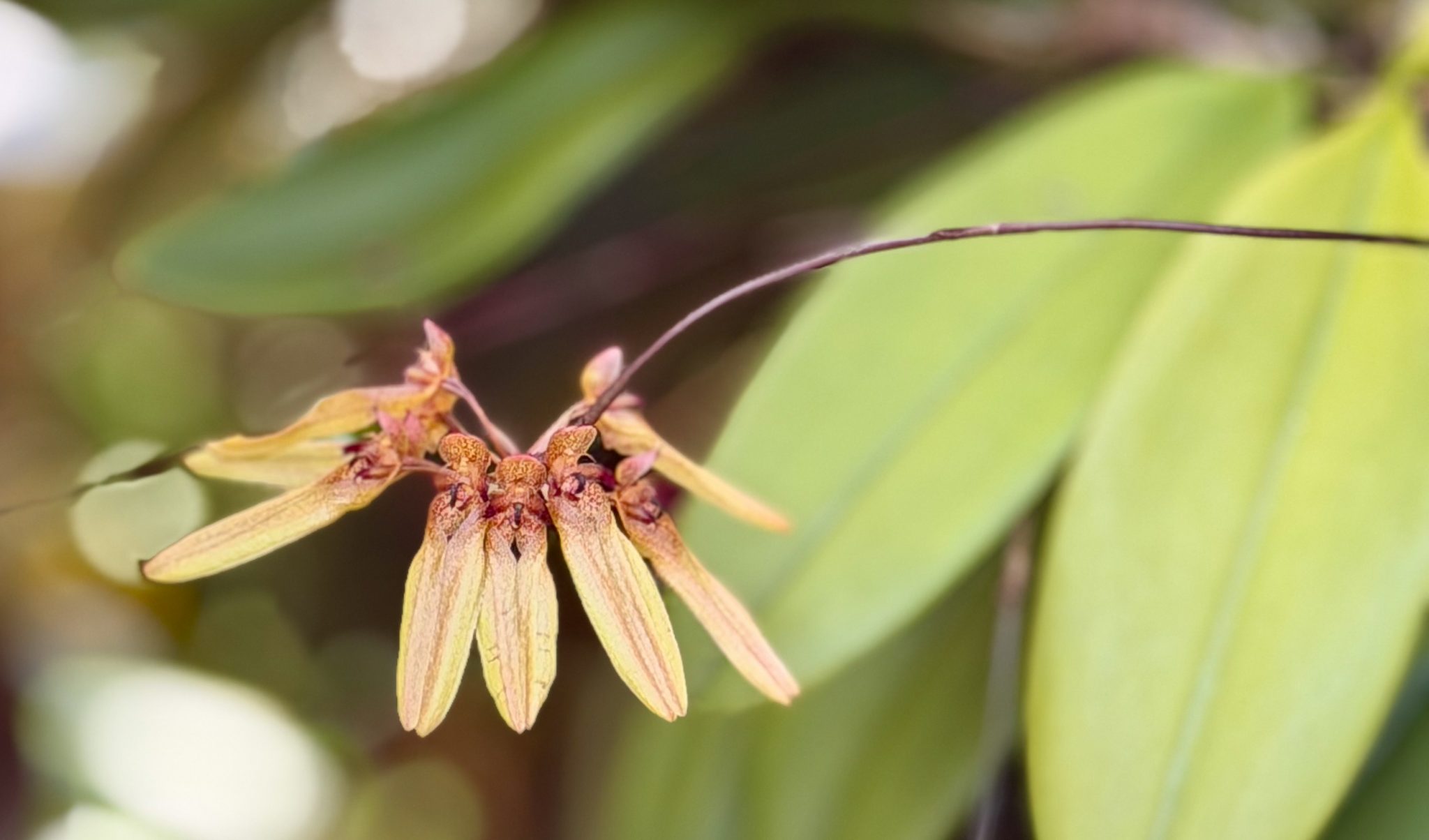 Photo 174 from 2026 Orchid Show