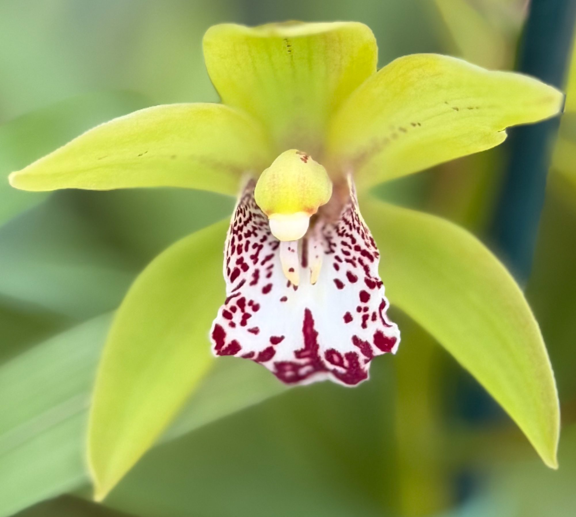Photo 176 from 2026 Orchid Show
