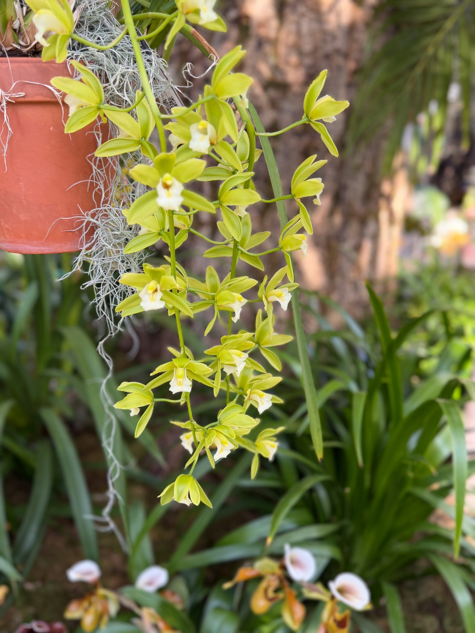 Photo 178 from 2026 Orchid Show