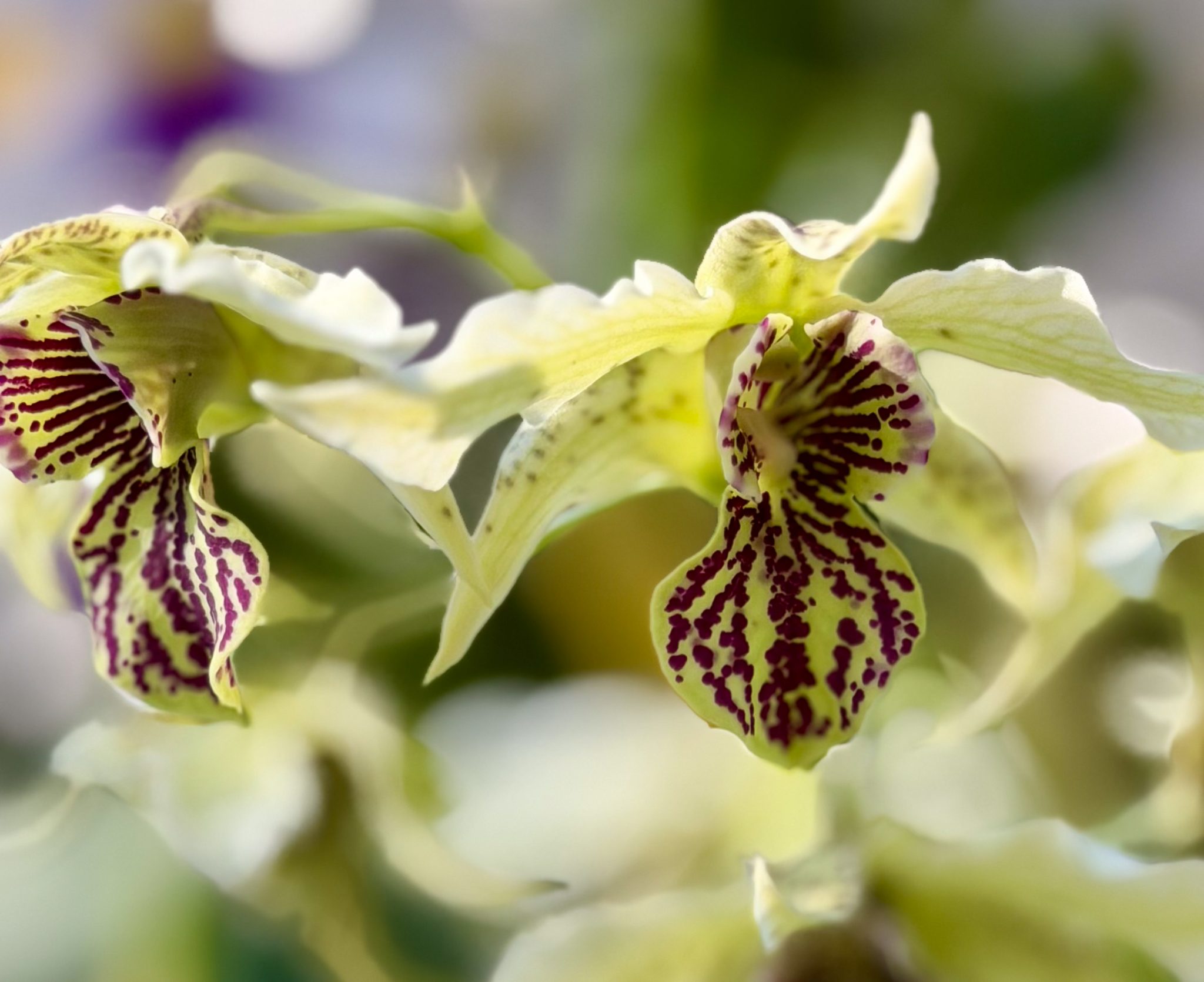 Photo 18 from 2026 Orchid Show