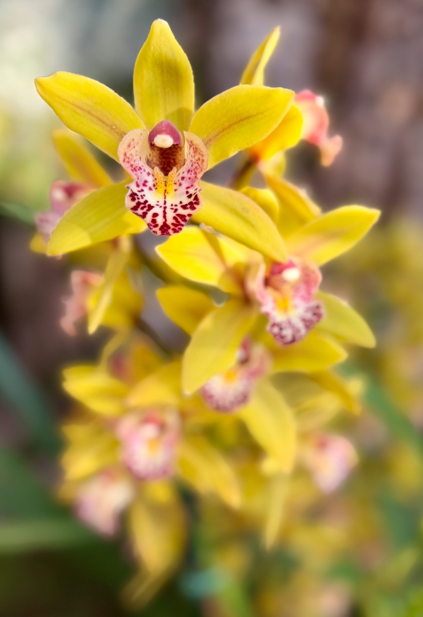 Photo 182 from 2026 Orchid Show