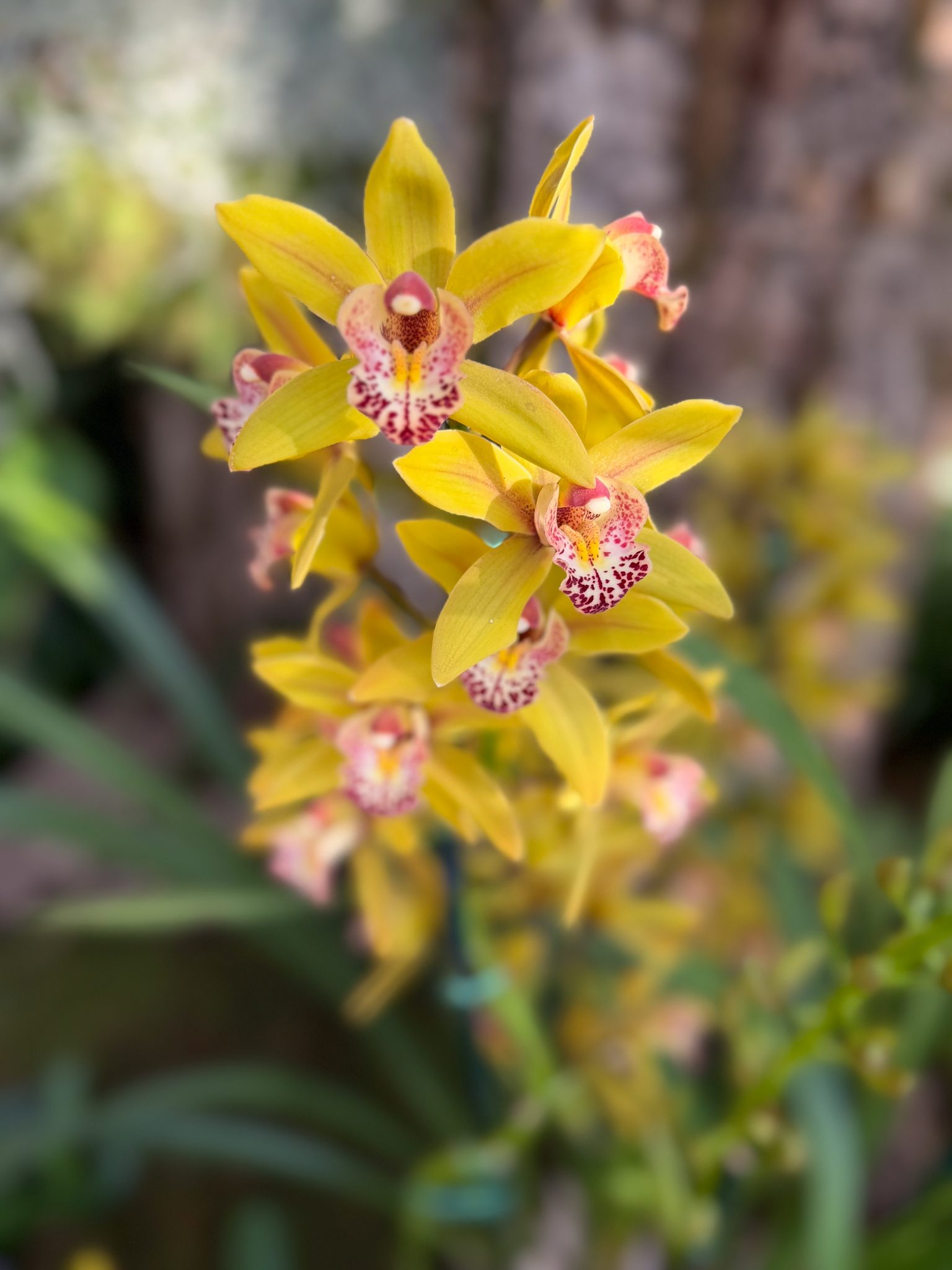 Photo 183 from 2026 Orchid Show