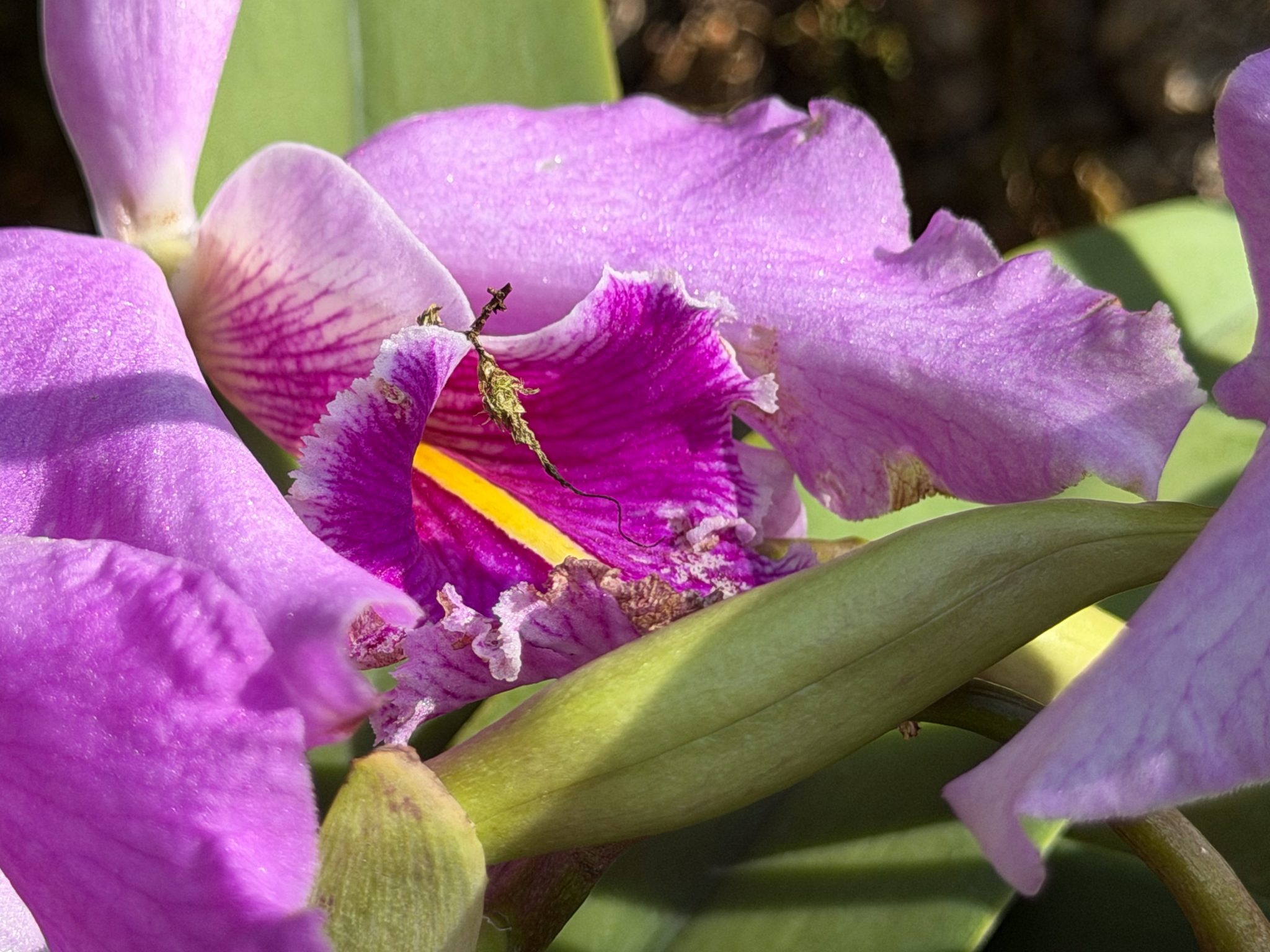 Photo 187 from 2026 Orchid Show