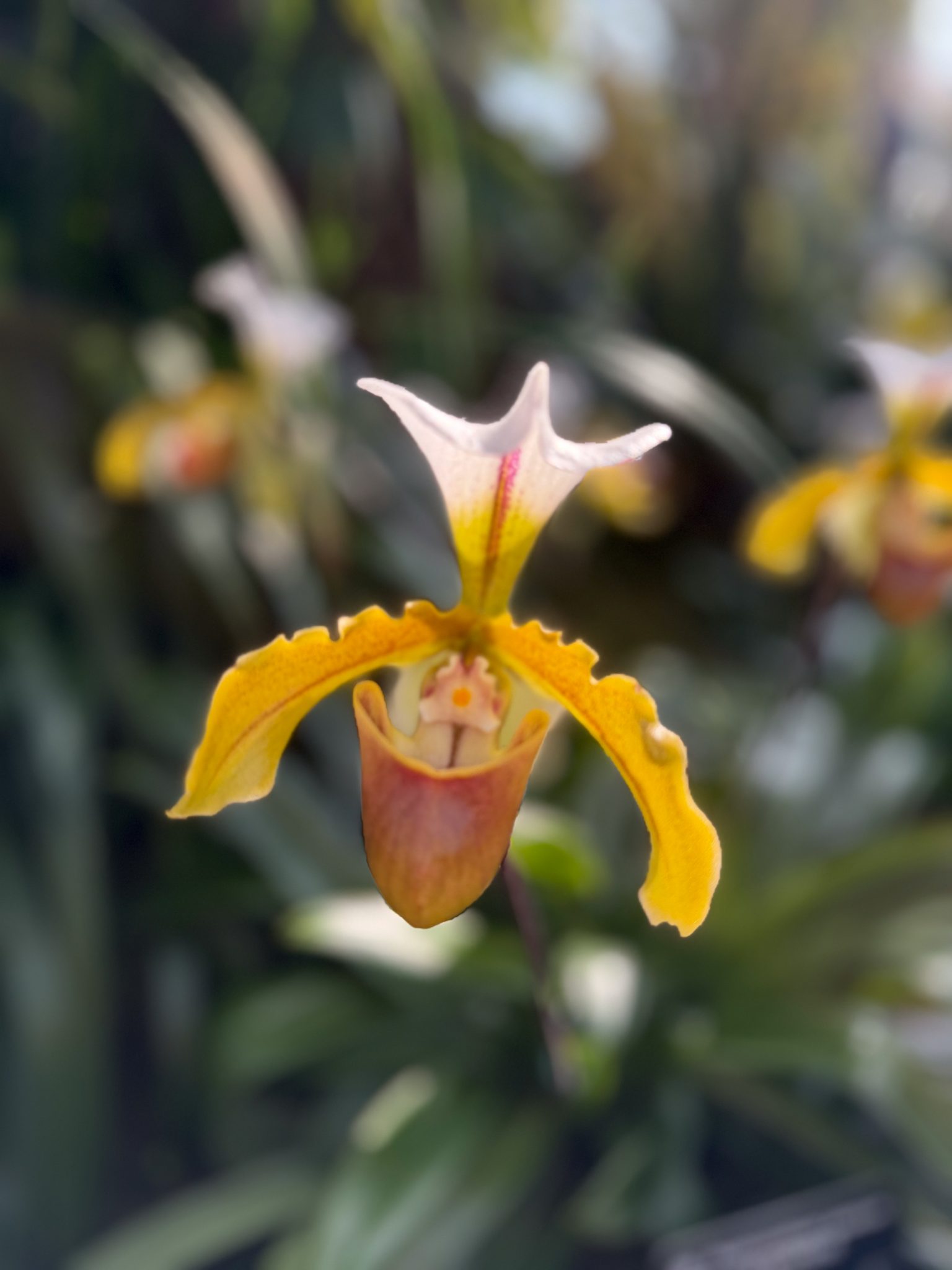 Photo 189 from 2026 Orchid Show