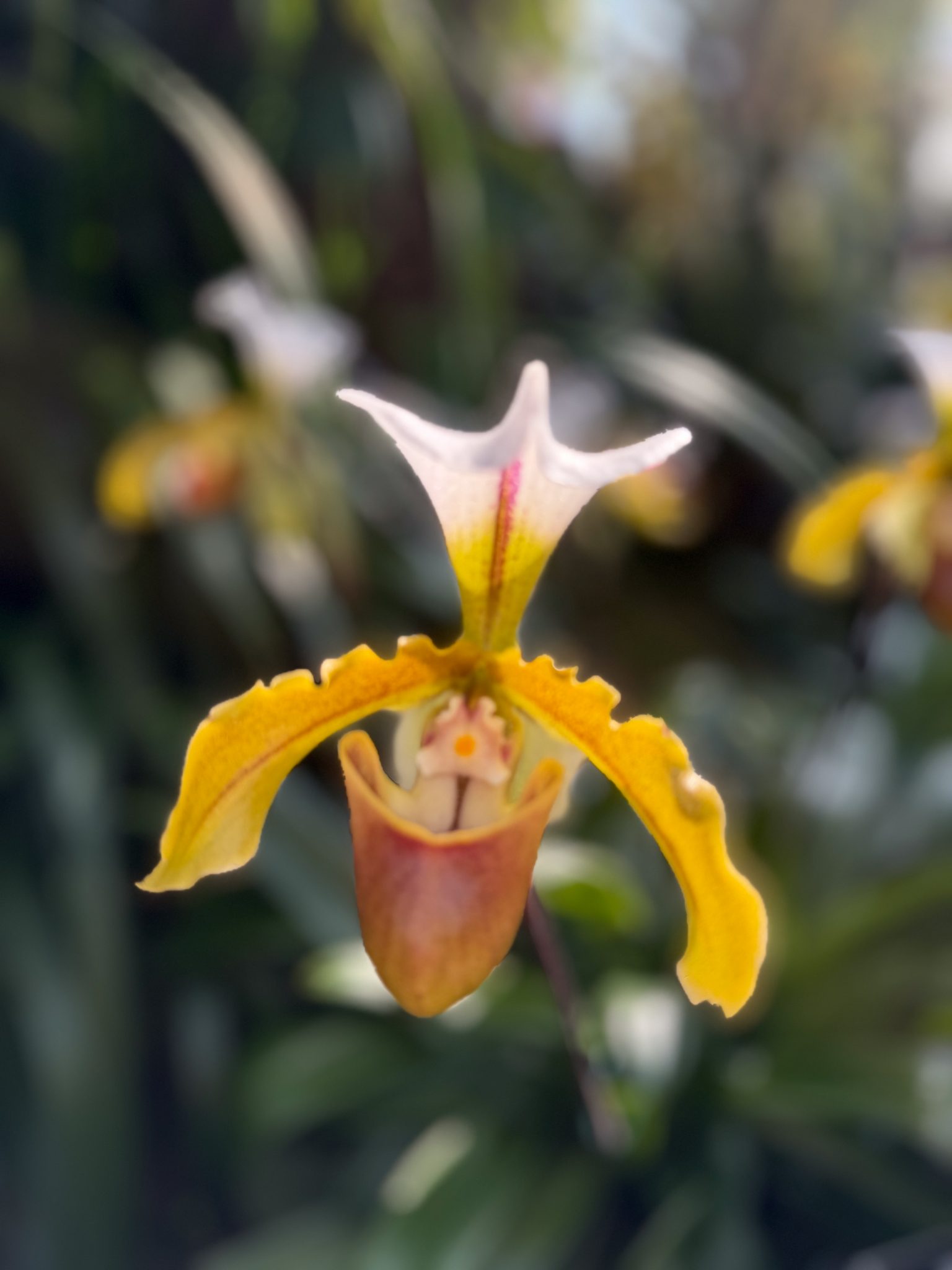 Photo 190 from 2026 Orchid Show