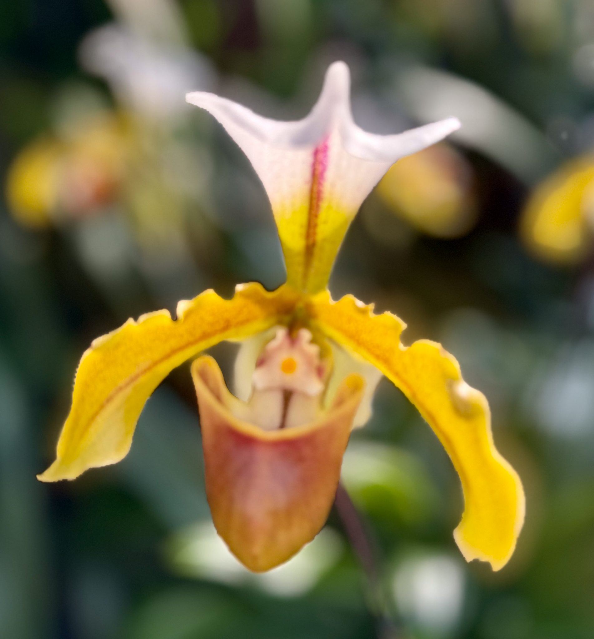 Photo 191 from 2026 Orchid Show