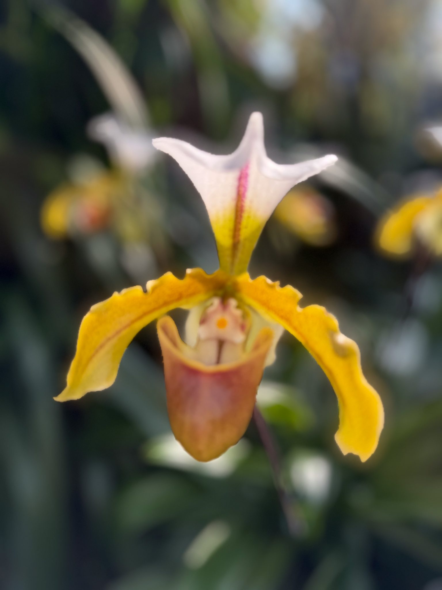 Photo 193 from 2026 Orchid Show