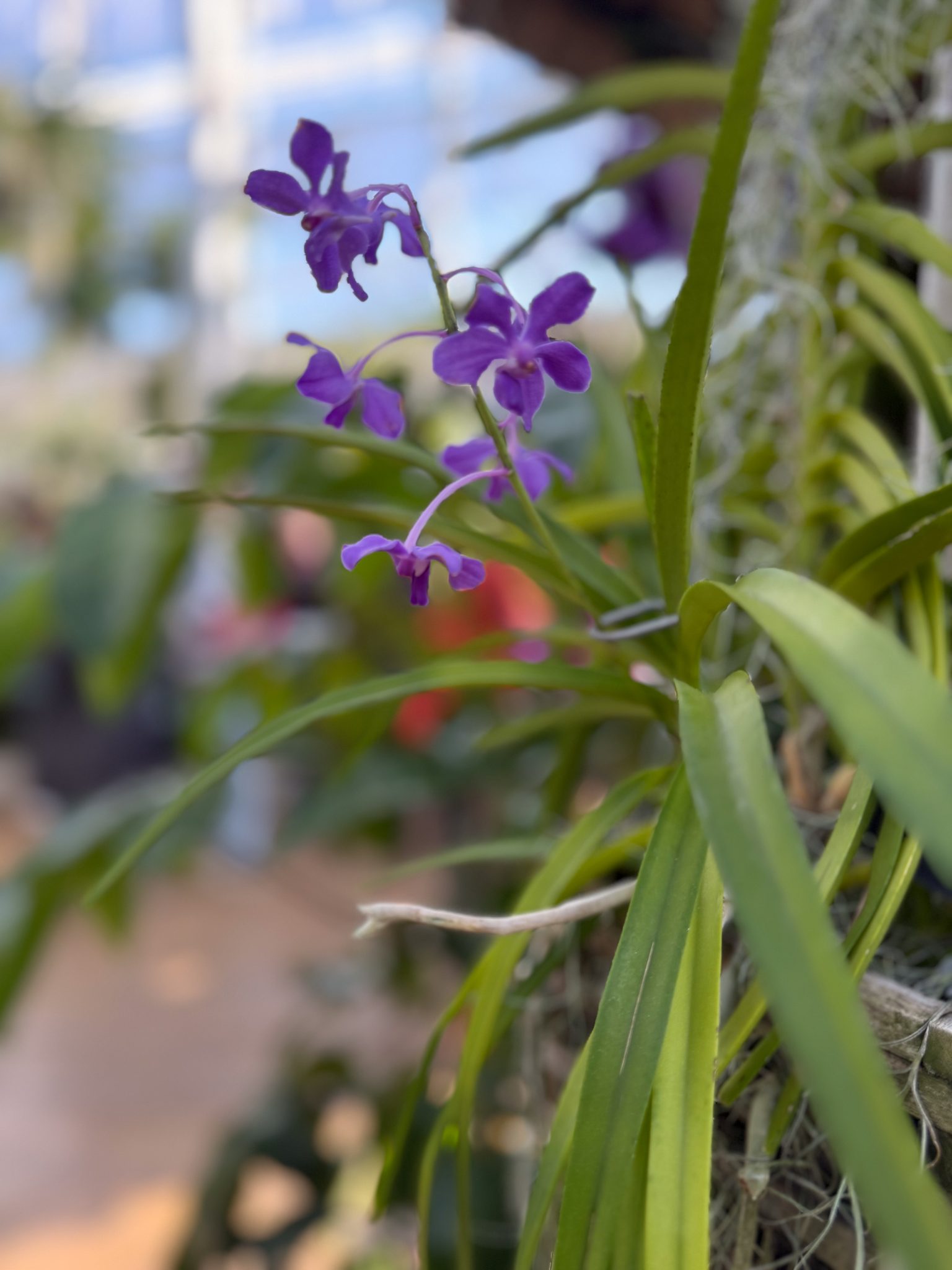 Photo 197 from 2026 Orchid Show