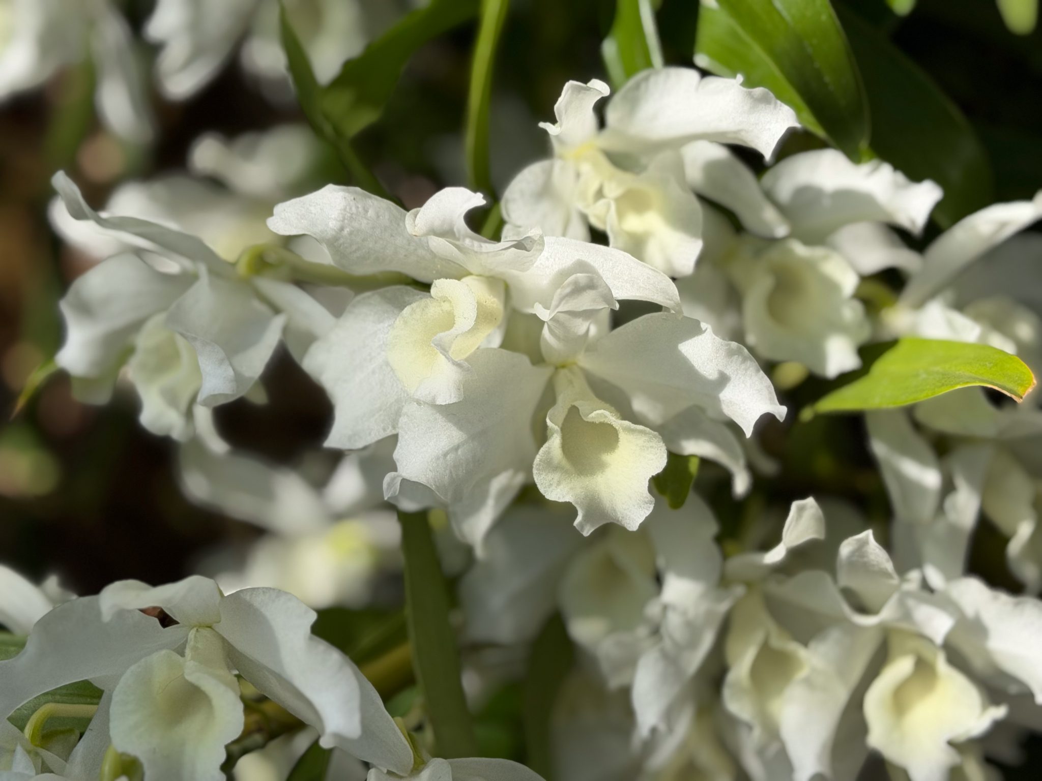Photo 2 from 2026 Orchid Show