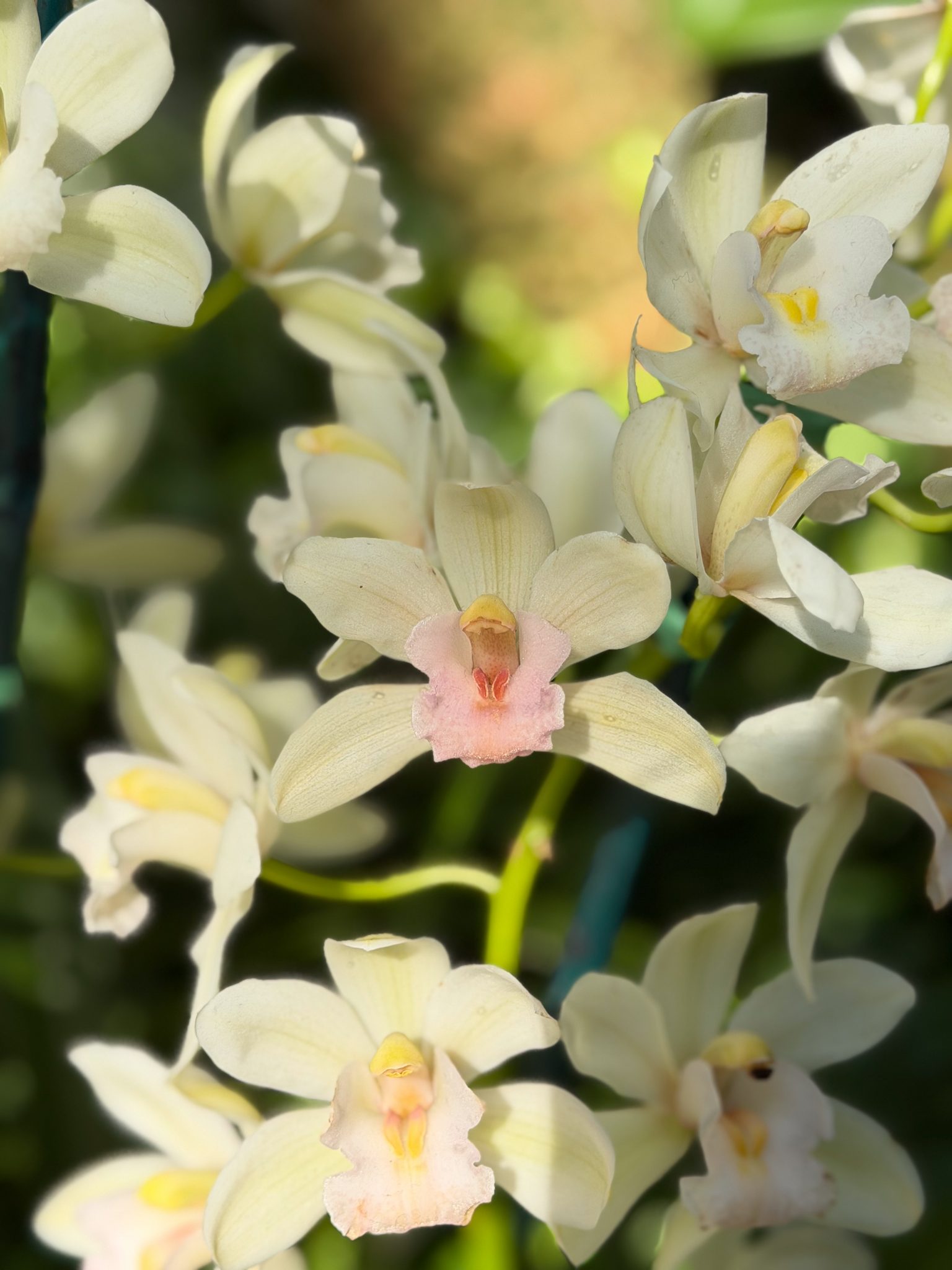 Photo 20 from 2026 Orchid Show
