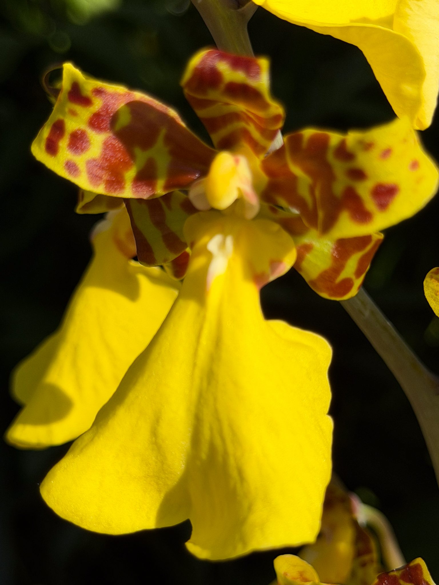 Photo 201 from 2026 Orchid Show
