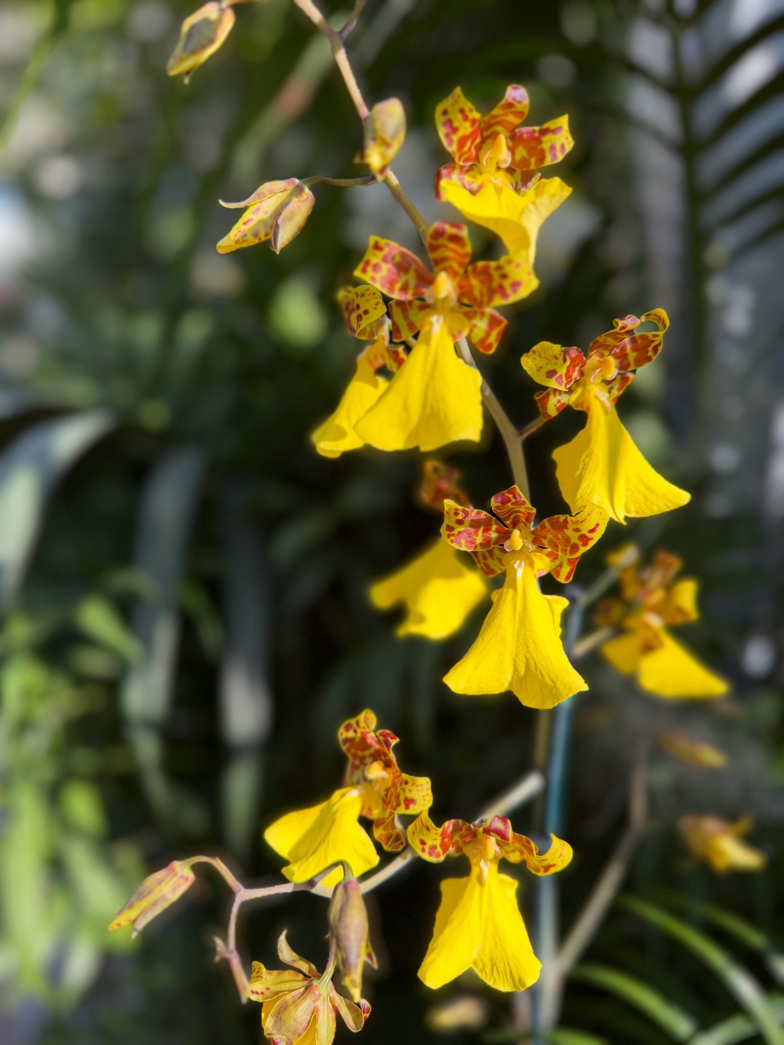 Photo 202 from 2026 Orchid Show