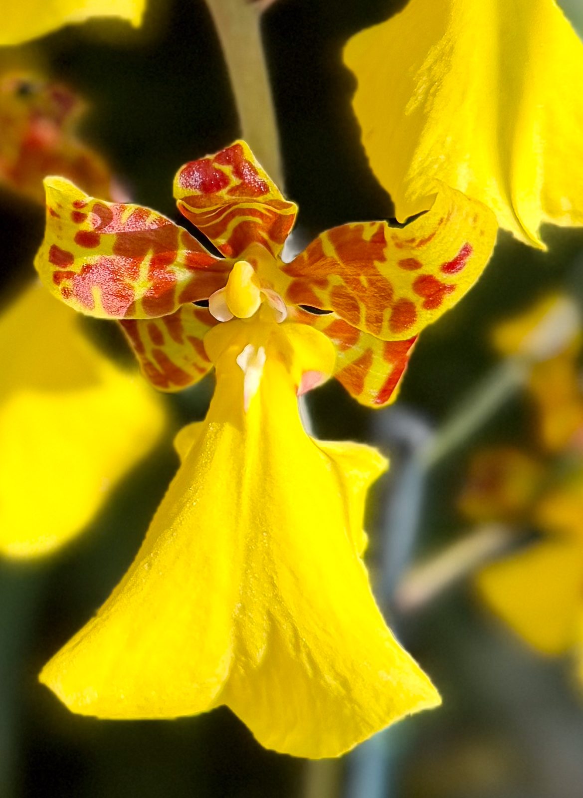 Photo 203 from 2026 Orchid Show