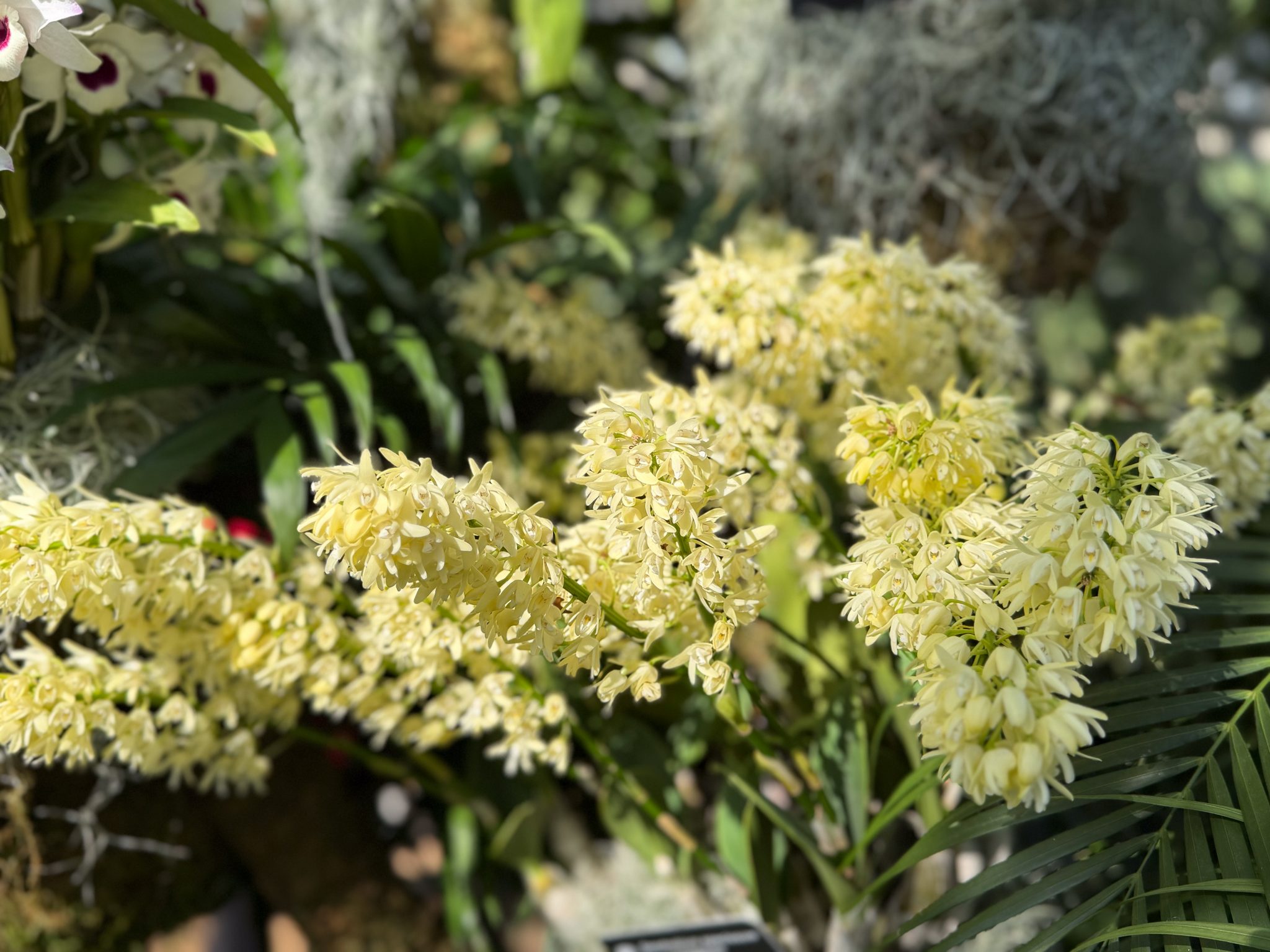 Photo 209 from 2026 Orchid Show