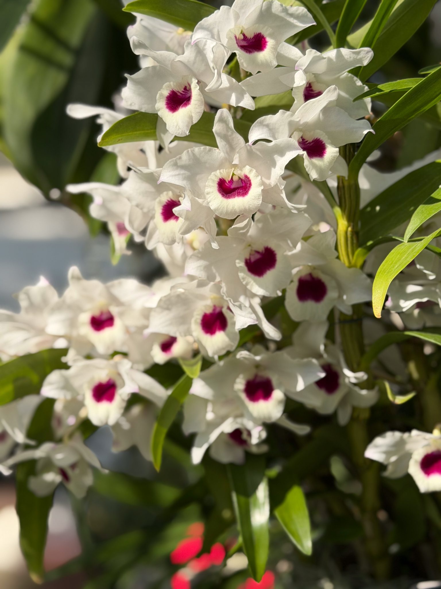 Photo 211 from 2026 Orchid Show