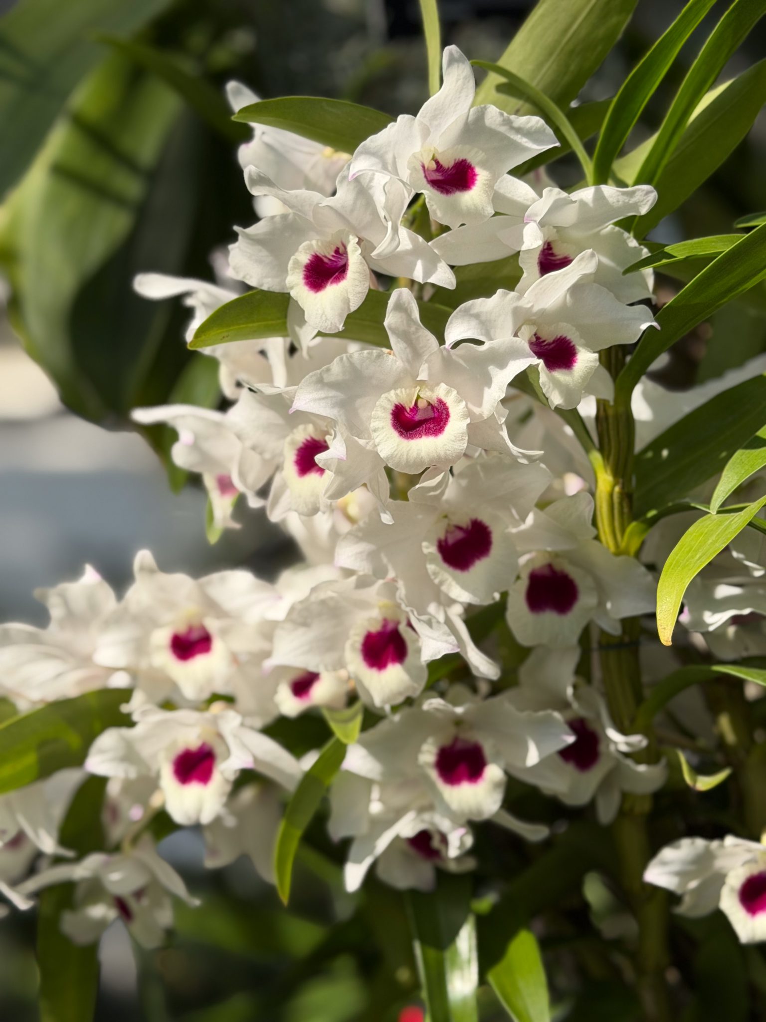 Photo 212 from 2026 Orchid Show
