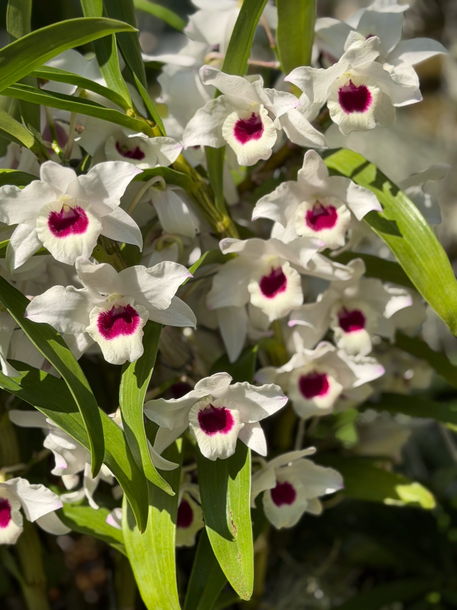 Photo 214 from 2026 Orchid Show