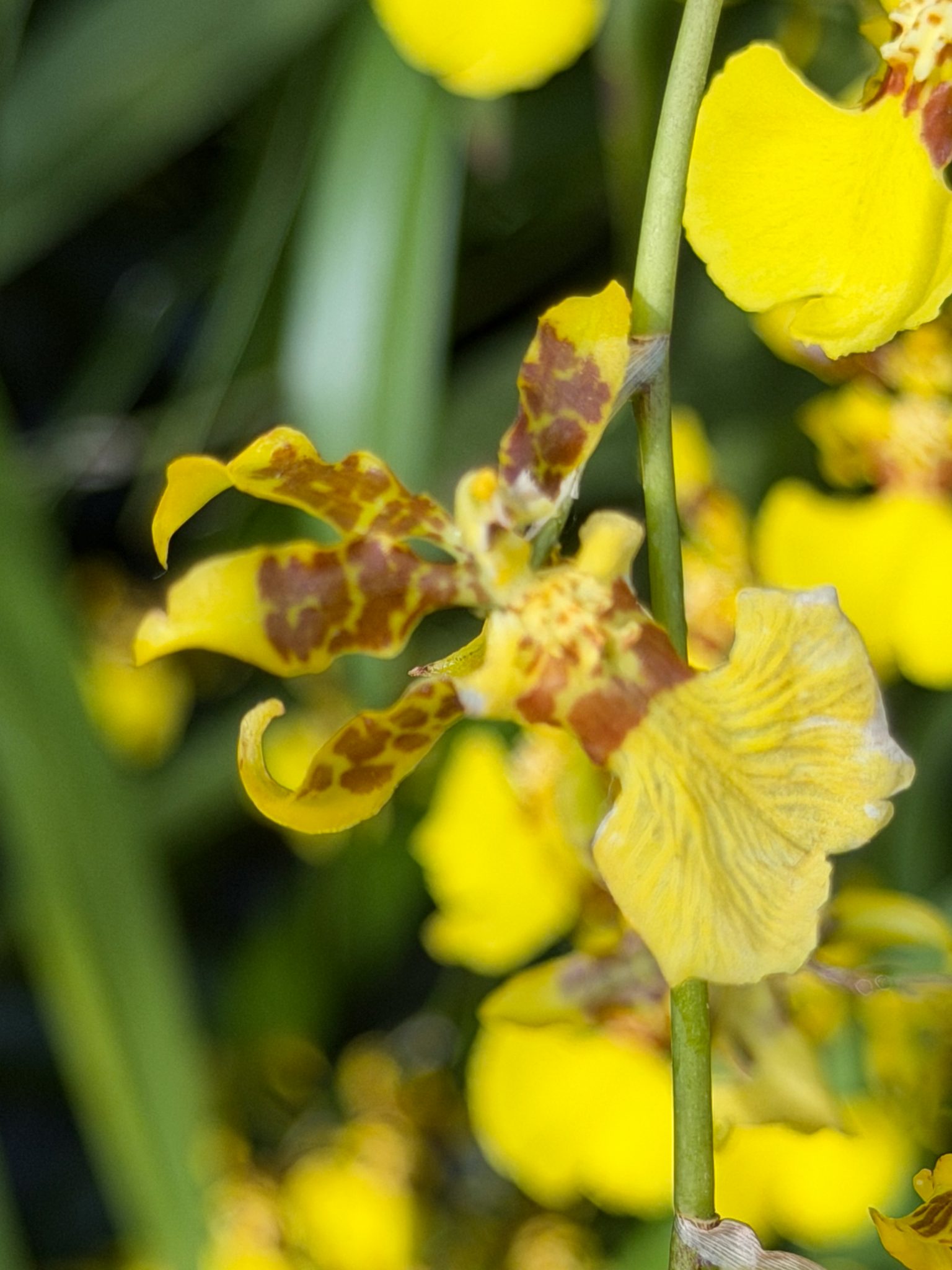 Photo 221 from 2026 Orchid Show