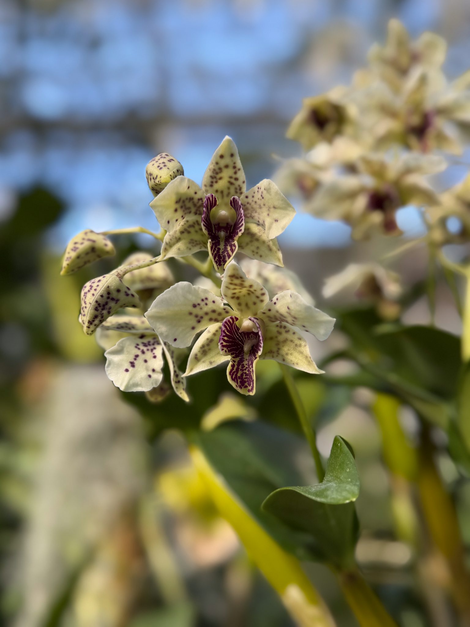 Photo 227 from 2026 Orchid Show