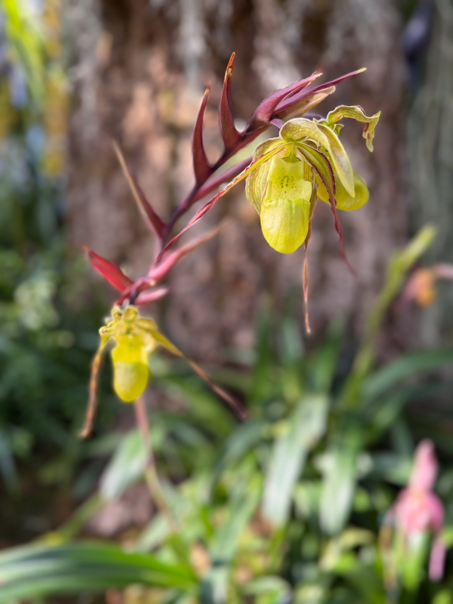 Photo 229 from 2026 Orchid Show