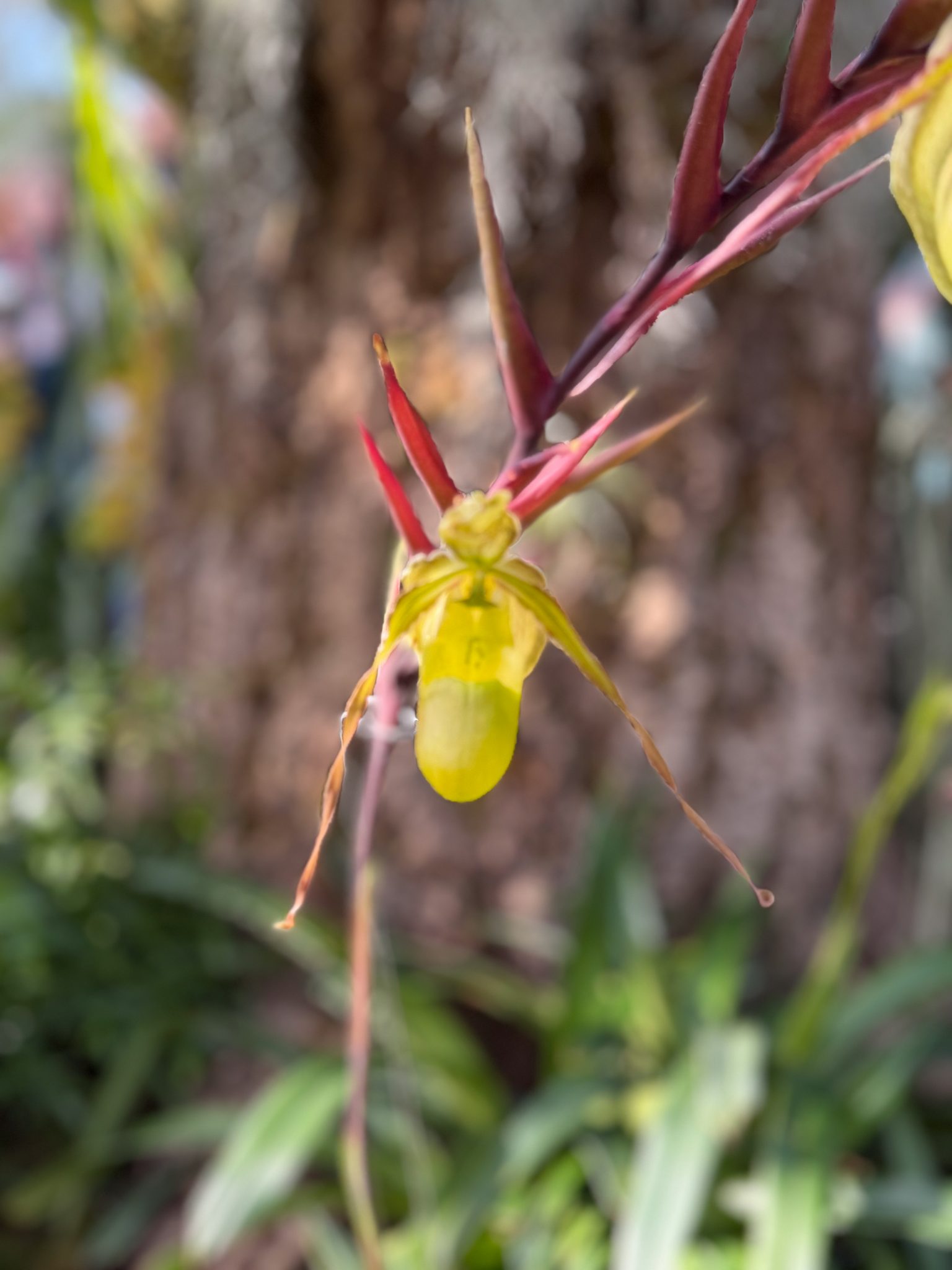 Photo 233 from 2026 Orchid Show