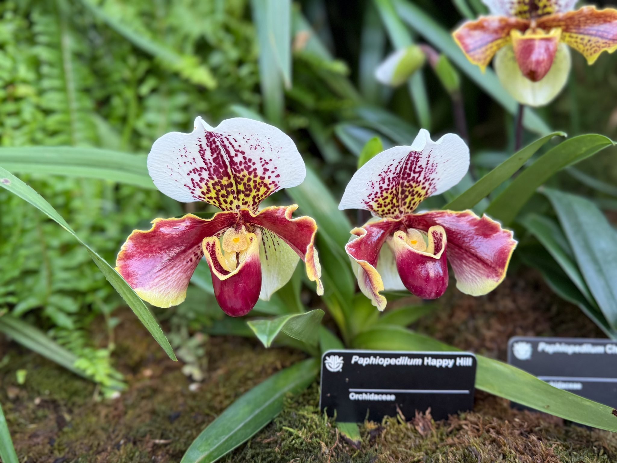 Photo 234 from 2026 Orchid Show