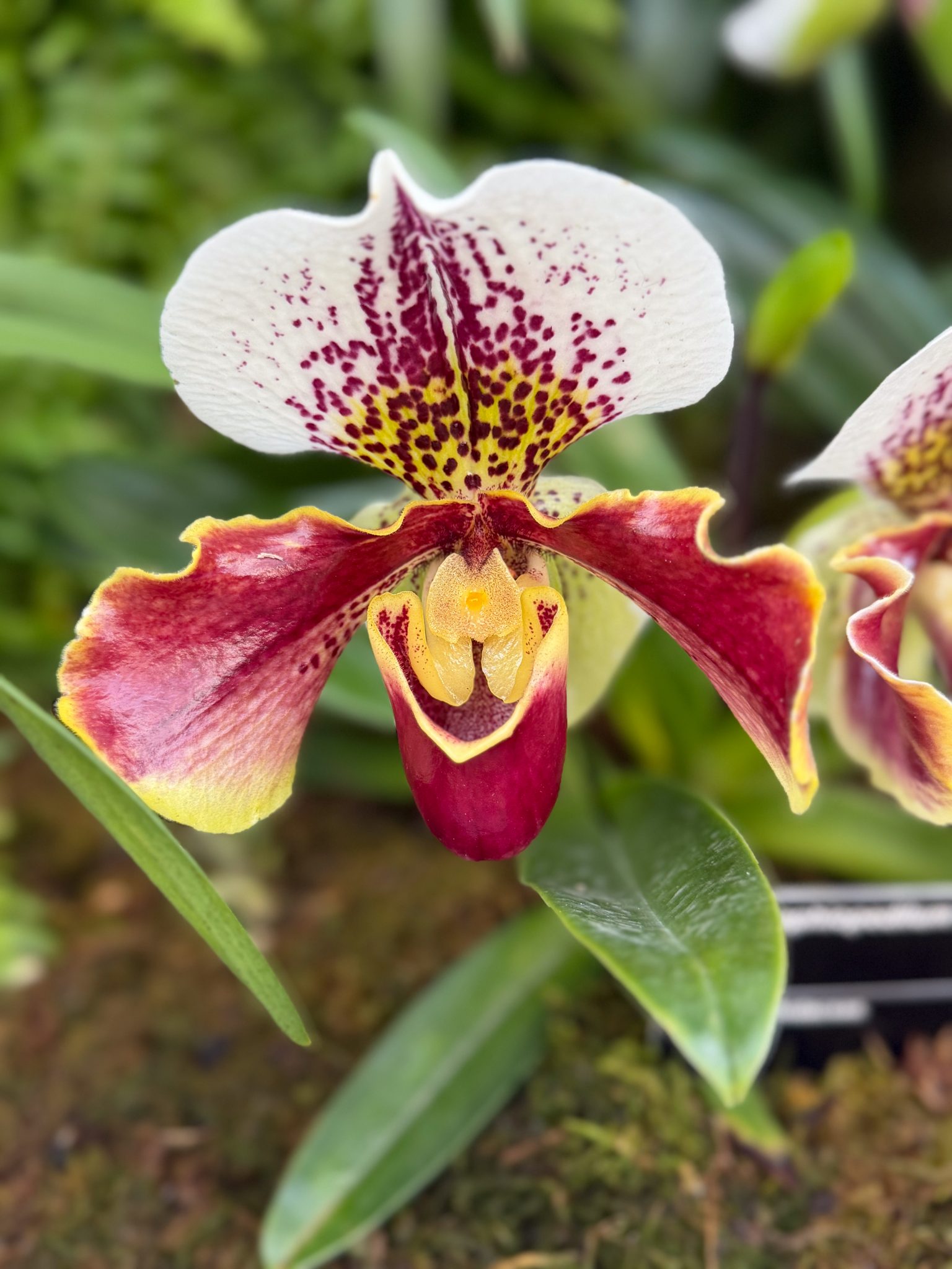 Photo 236 from 2026 Orchid Show