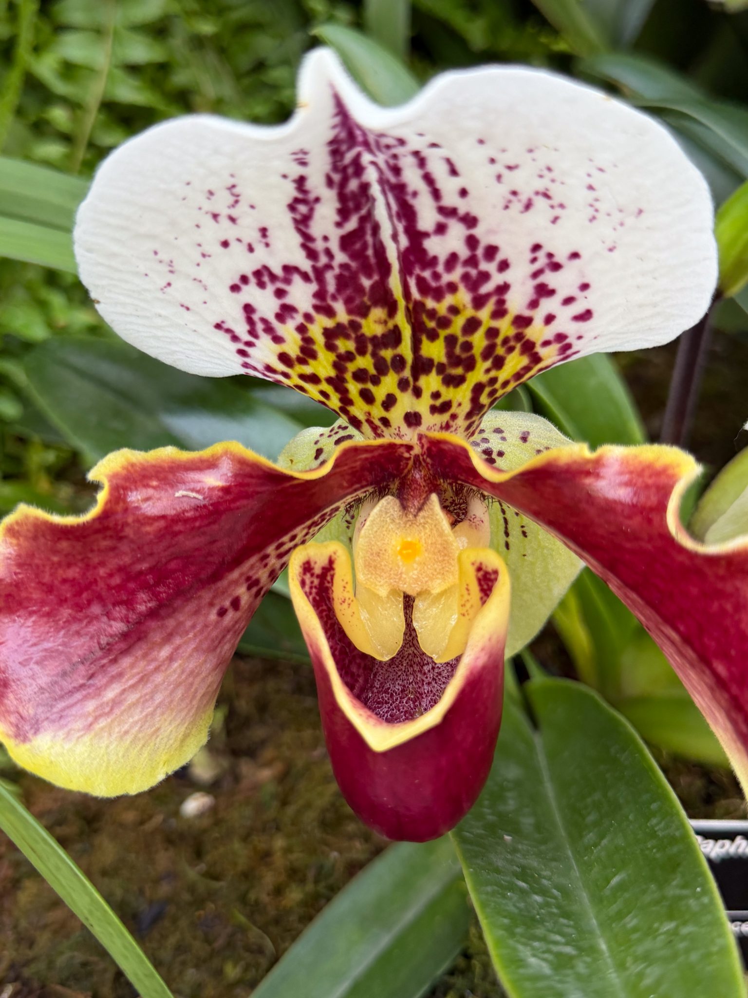 Photo 237 from 2026 Orchid Show