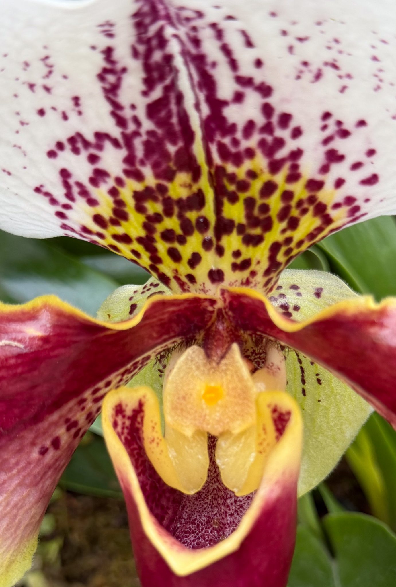Photo 238 from 2026 Orchid Show