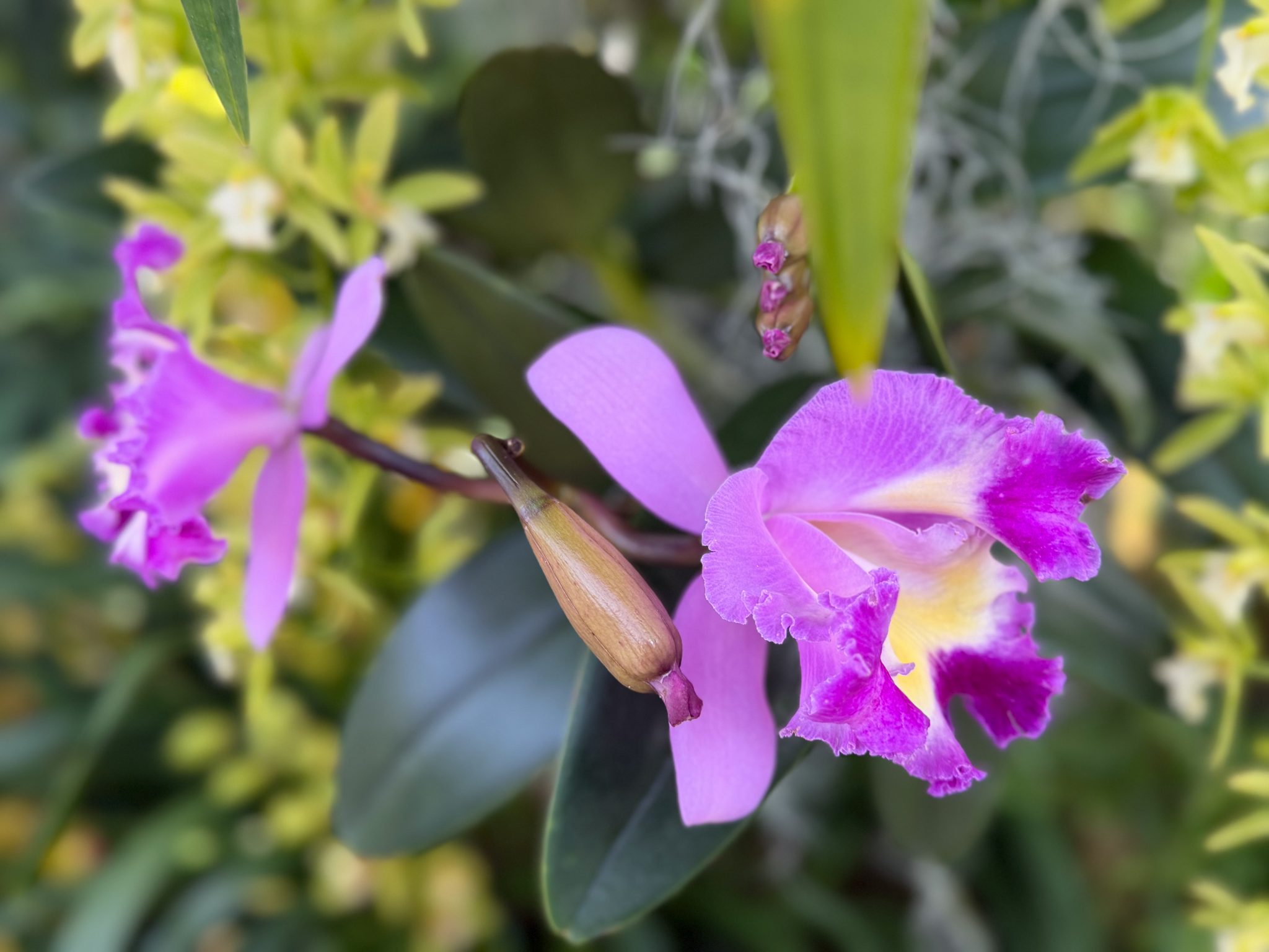 Photo 239 from 2026 Orchid Show