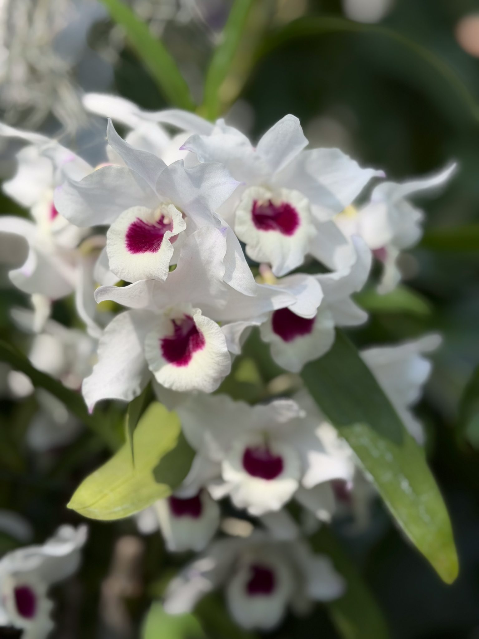 Photo 24 from 2026 Orchid Show