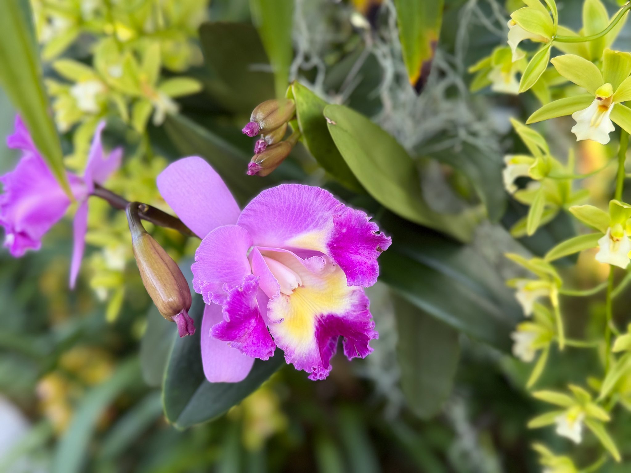 Photo 240 from 2026 Orchid Show