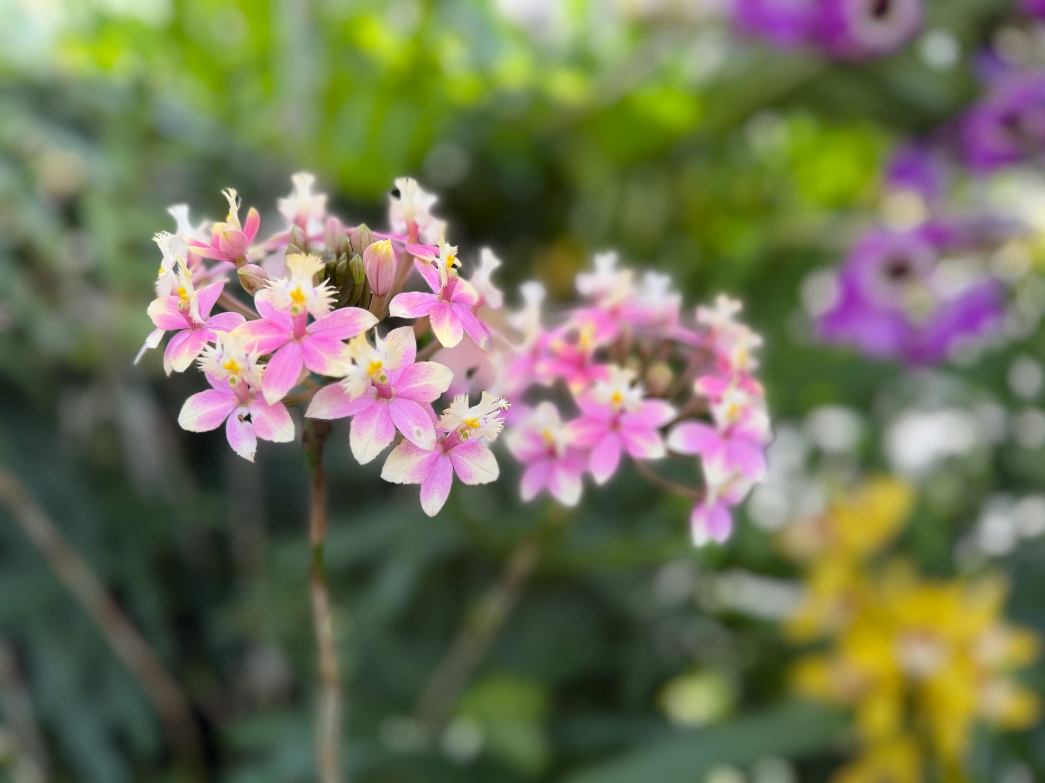 Photo 247 from 2026 Orchid Show