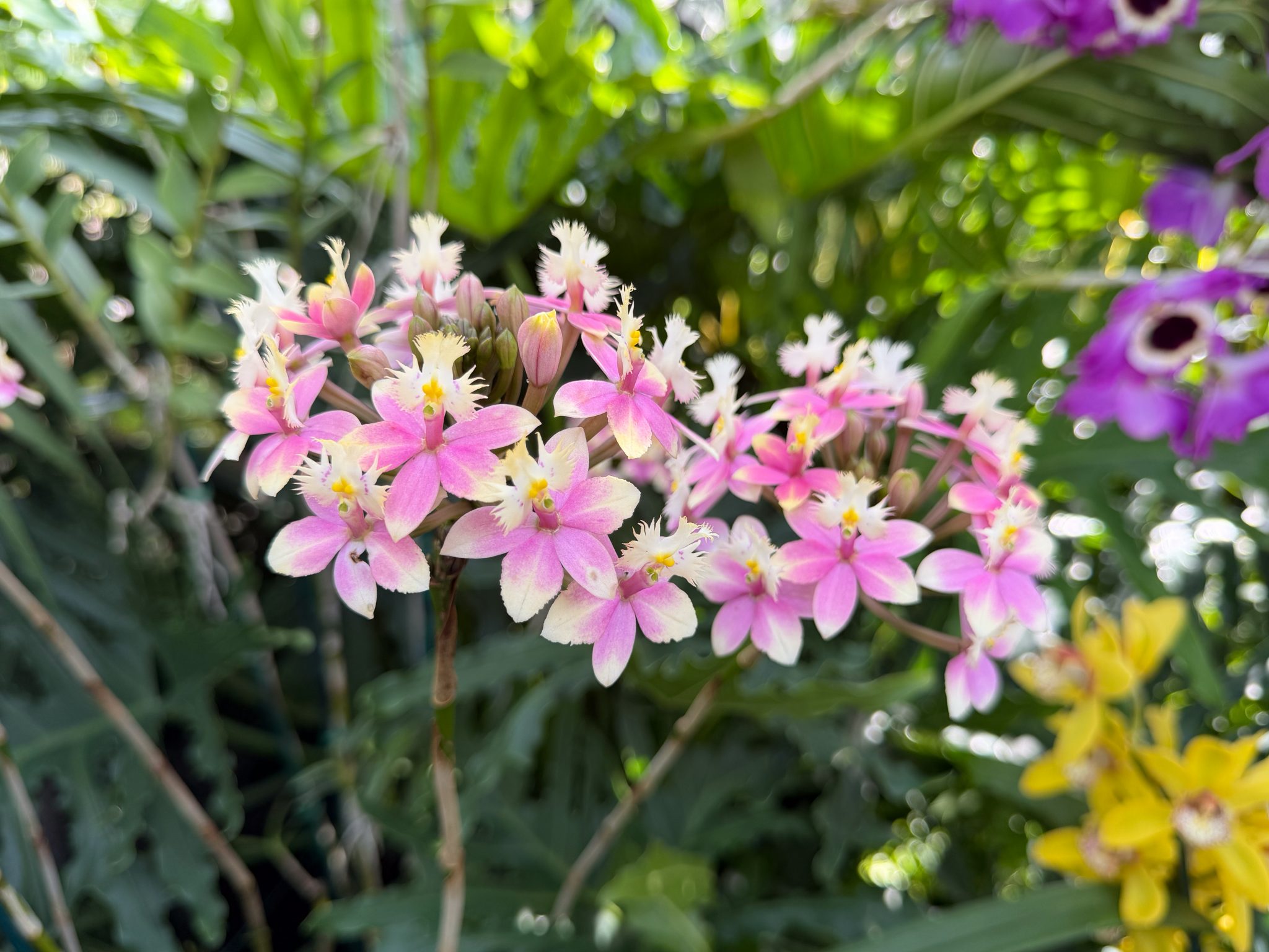 Photo 248 from 2026 Orchid Show