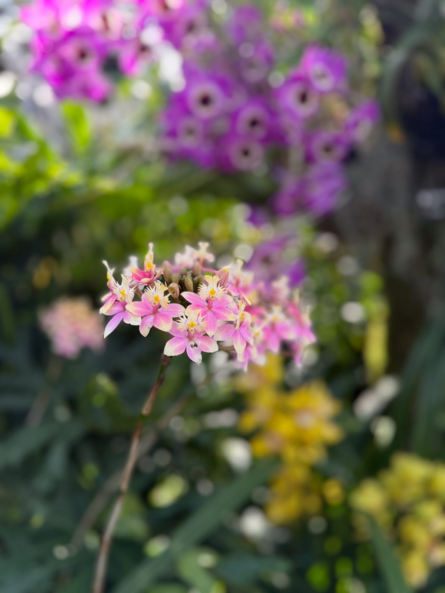 Photo 250 from 2026 Orchid Show