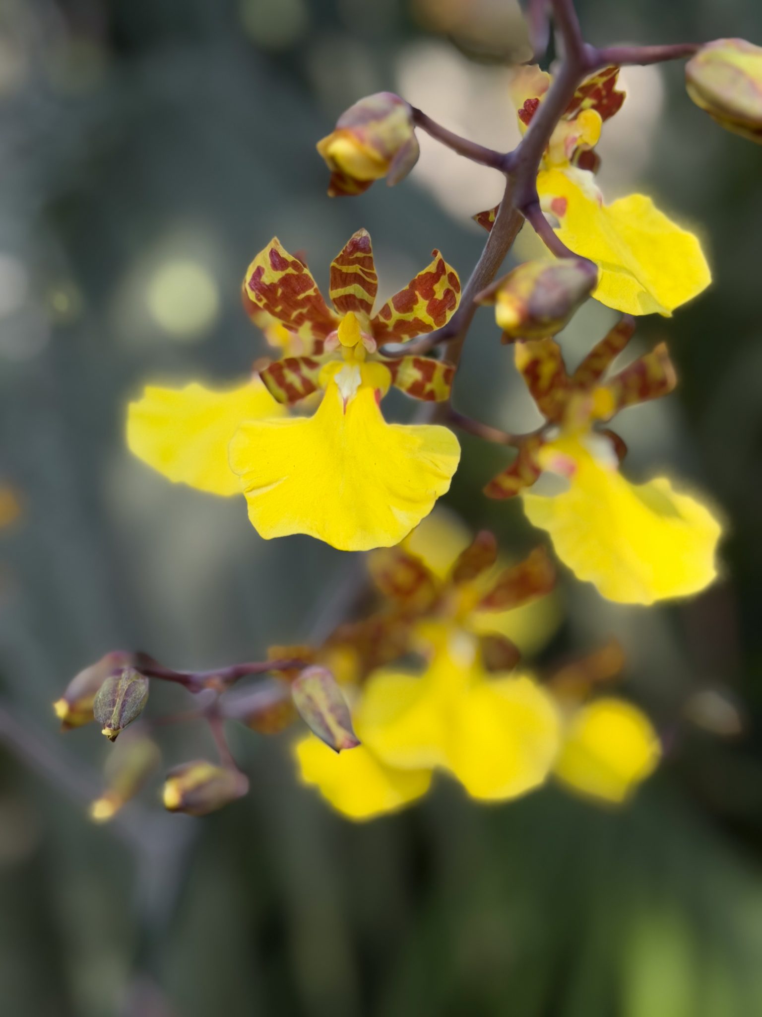 Photo 26 from 2026 Orchid Show