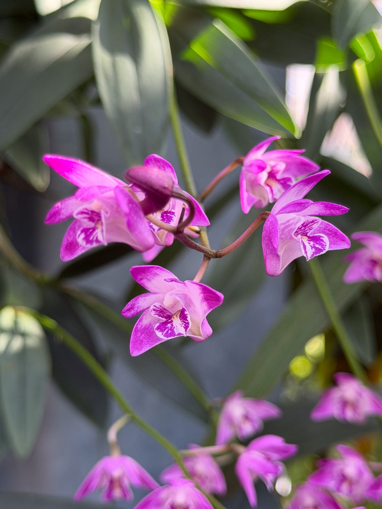 Photo 260 from 2026 Orchid Show