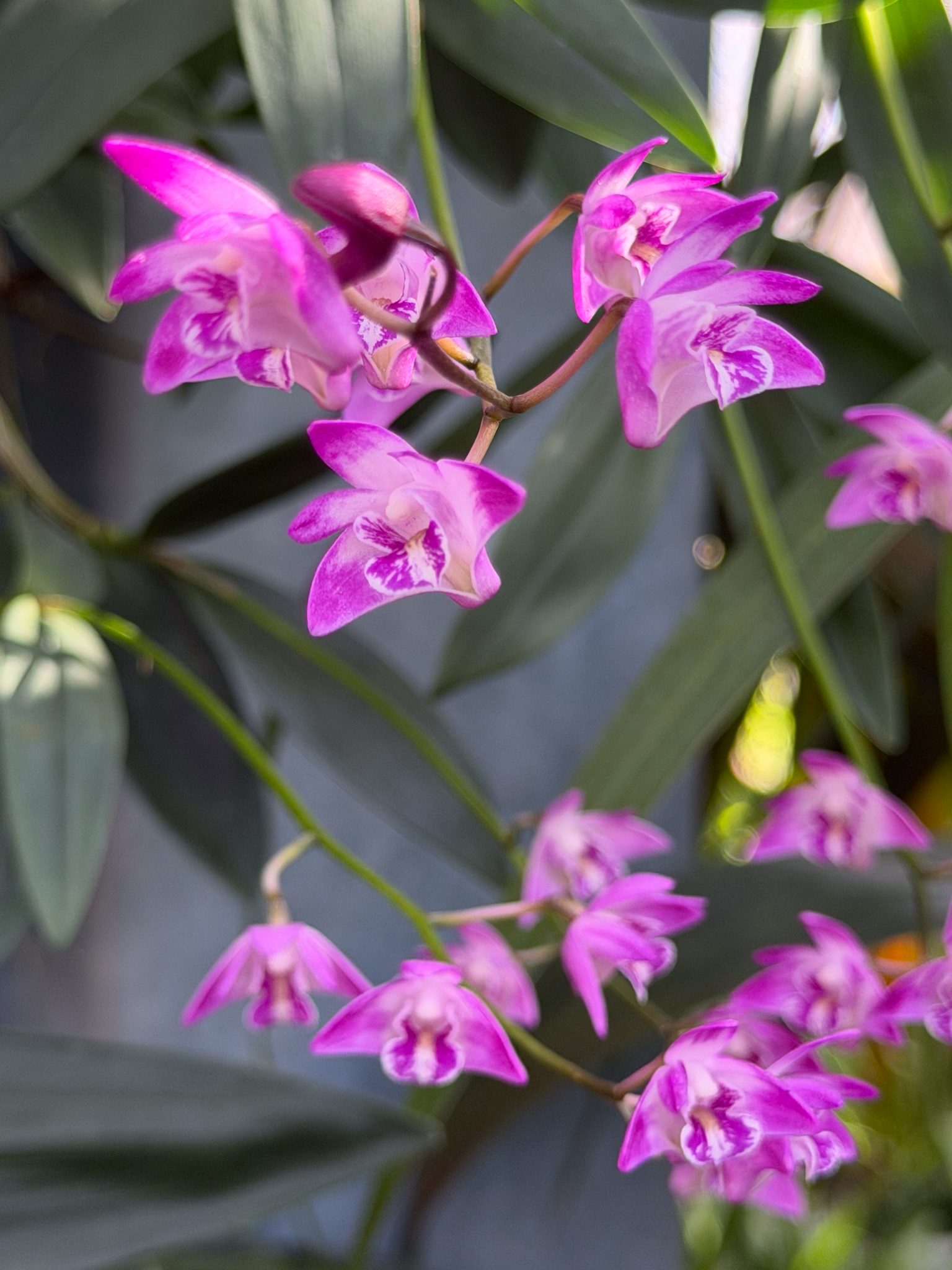Photo 261 from 2026 Orchid Show
