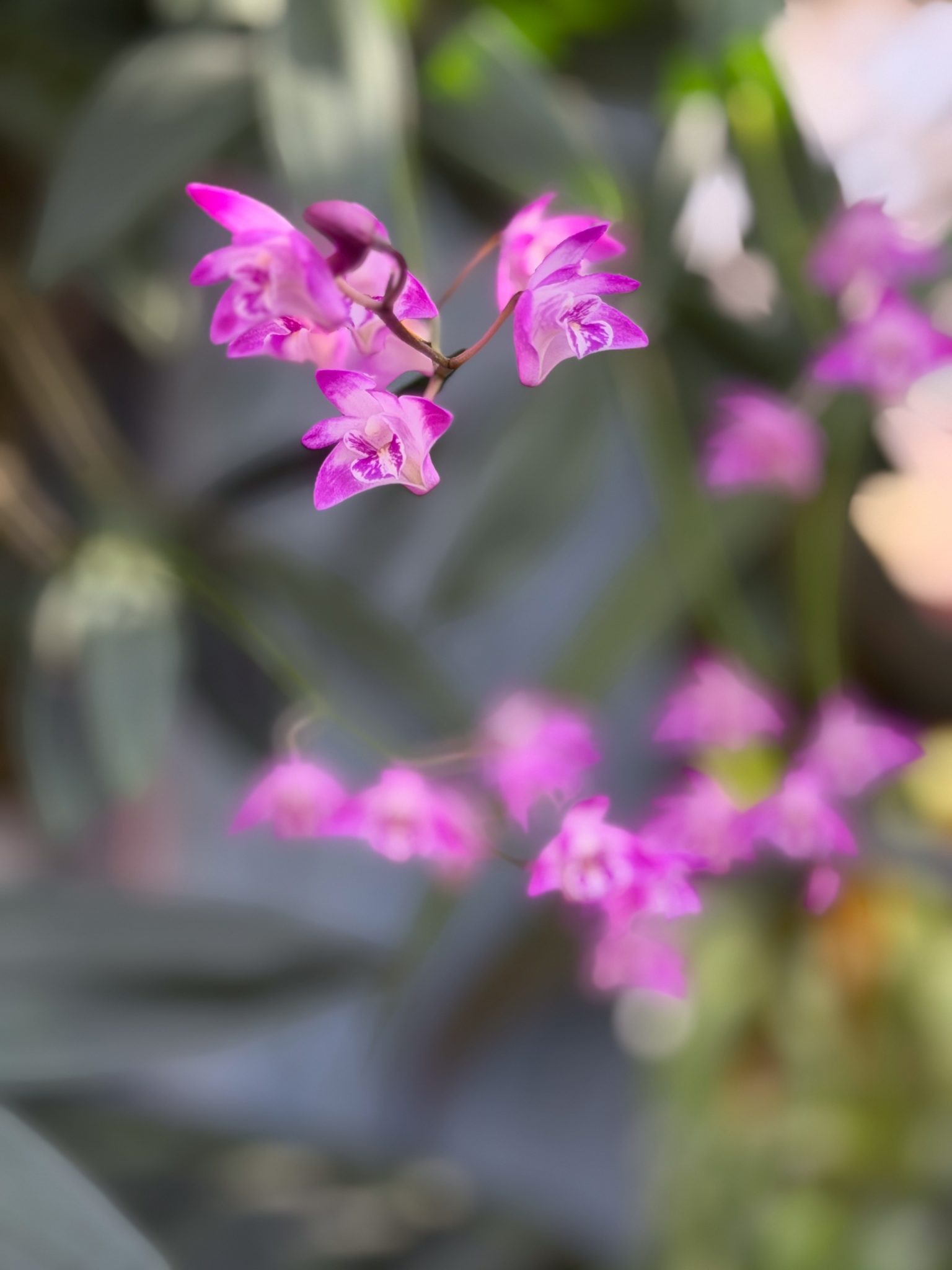 Photo 263 from 2026 Orchid Show